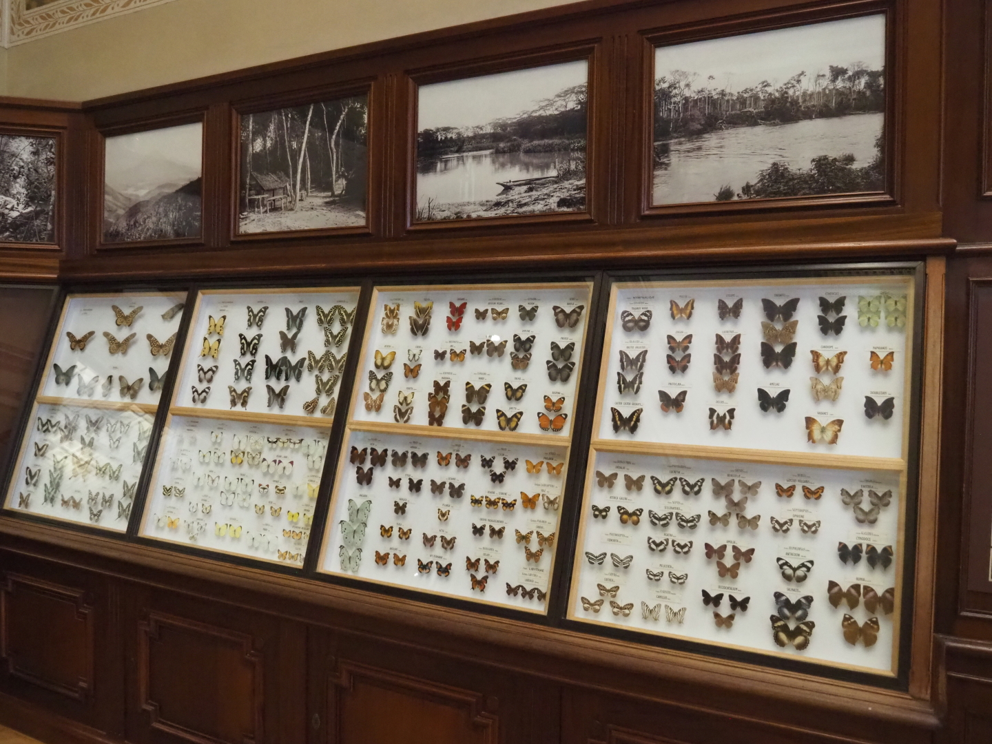 Historical butterfly display cases, 2021-10-20