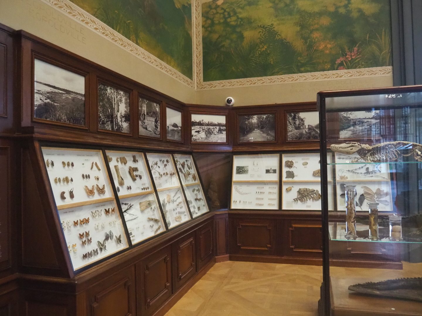 Historical display cases in the Crocodile Hall, 2021-10-20