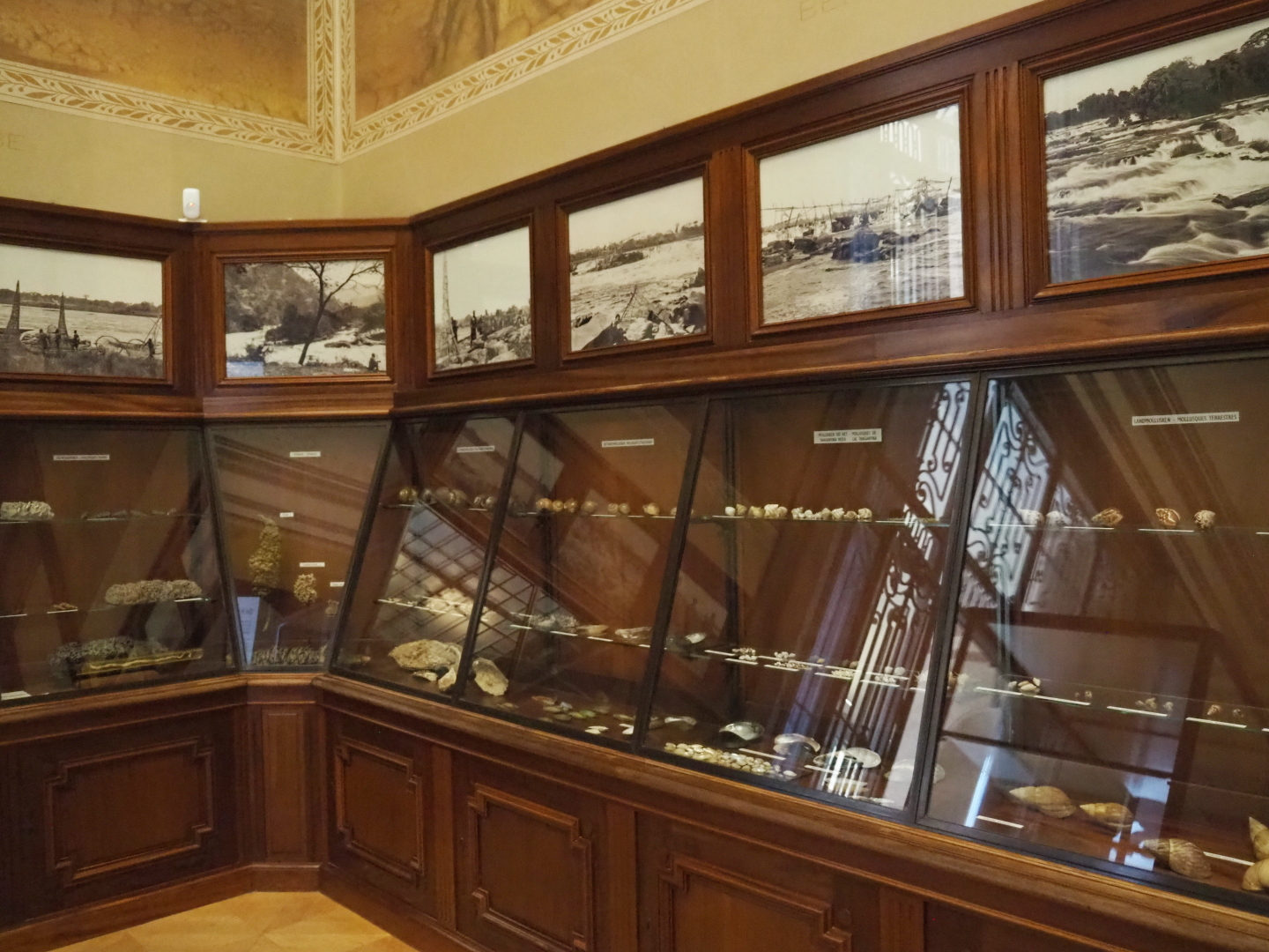 Historical display cases with invertebrate specimens and photo from Central Africa, 2021-10-20