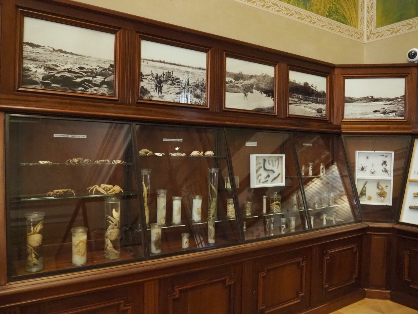 Historical display cases with invertebrate specimens and photos from Central Africa, 2021-10-20