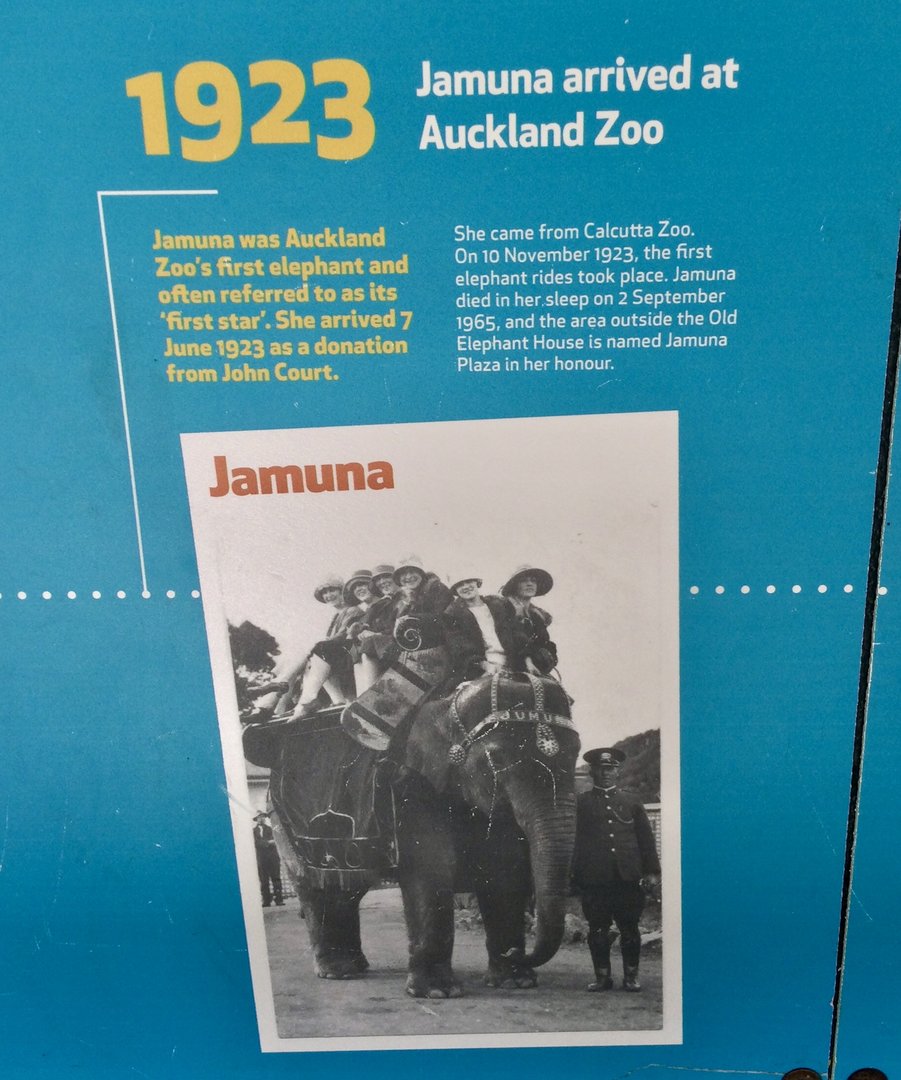 Historical Elephant Profile - Jamuna