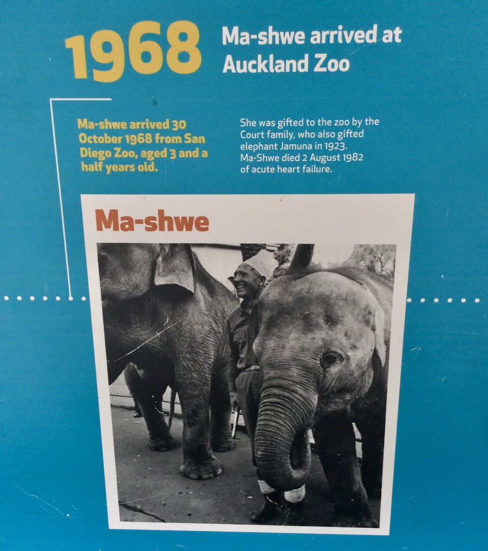 Historical Elephant Profile - Ma Schwe