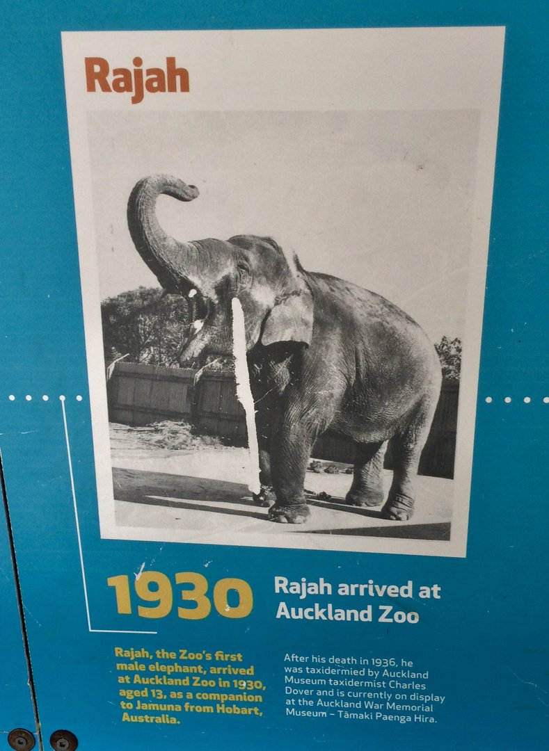 Historical Elephant Profile - Rajah