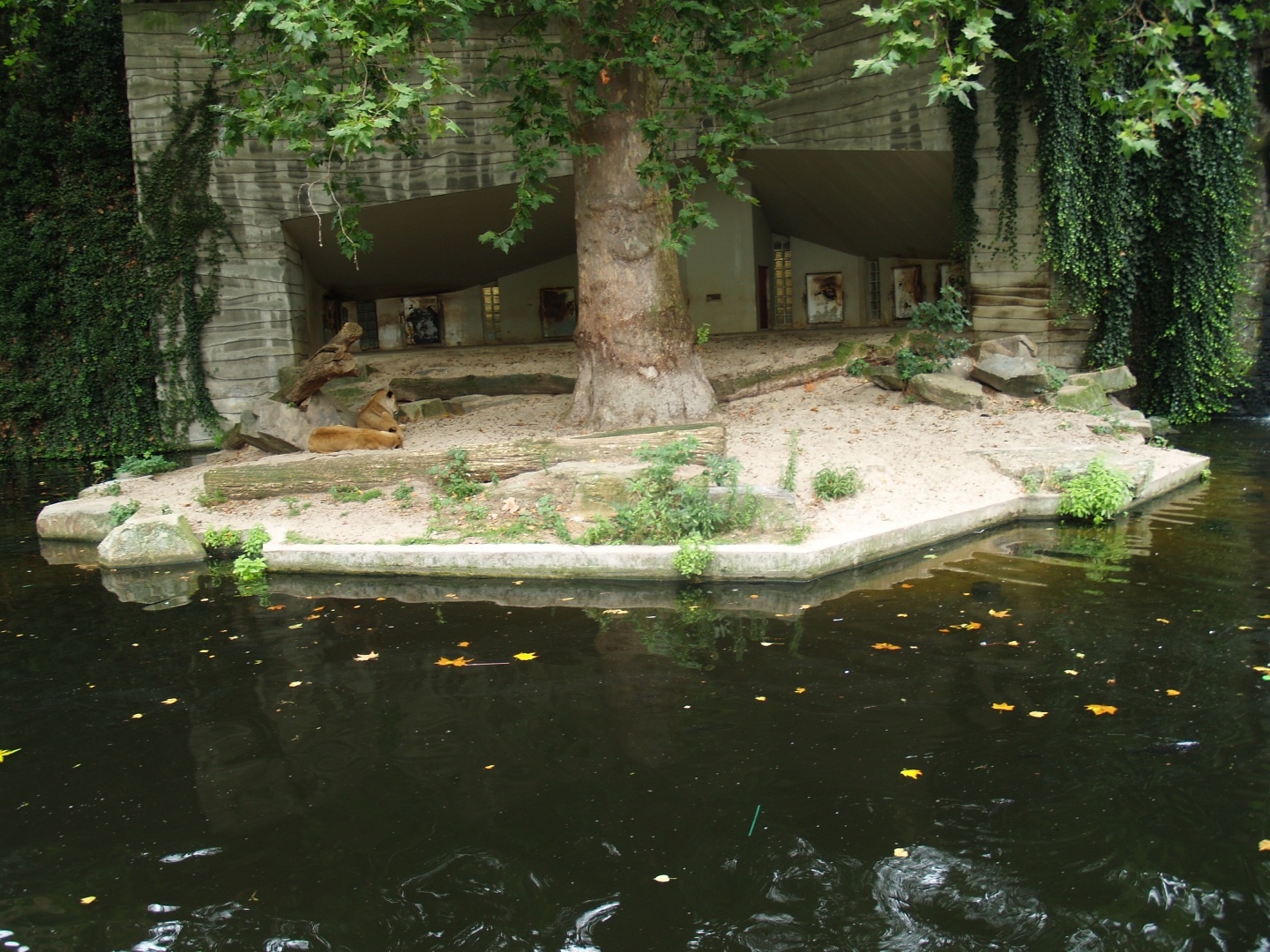 Historical photo - African lion terrace (until 2011, photo circa 2008)