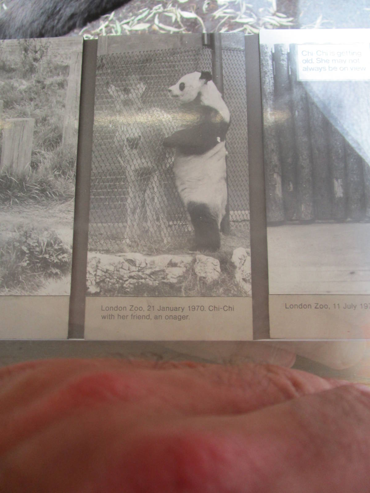 Historical Photo - Chi-chi - Natural History Museum