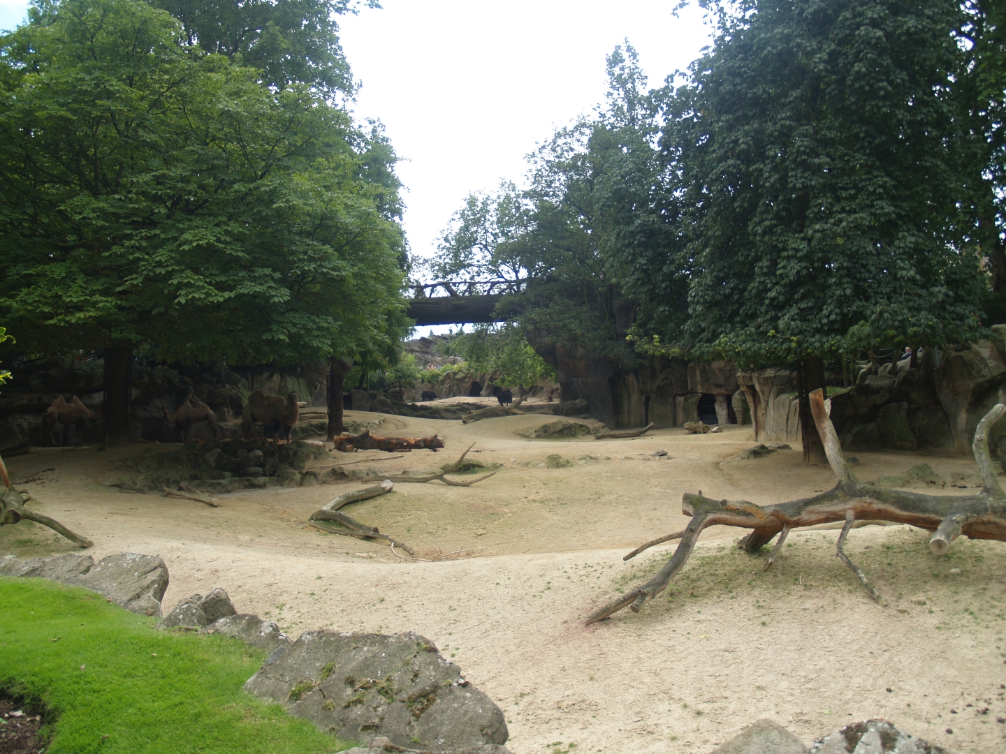 Historical photo - Mixed domestic ungulate exhibit at the current location of the African lion exhibit (Circa 2008)