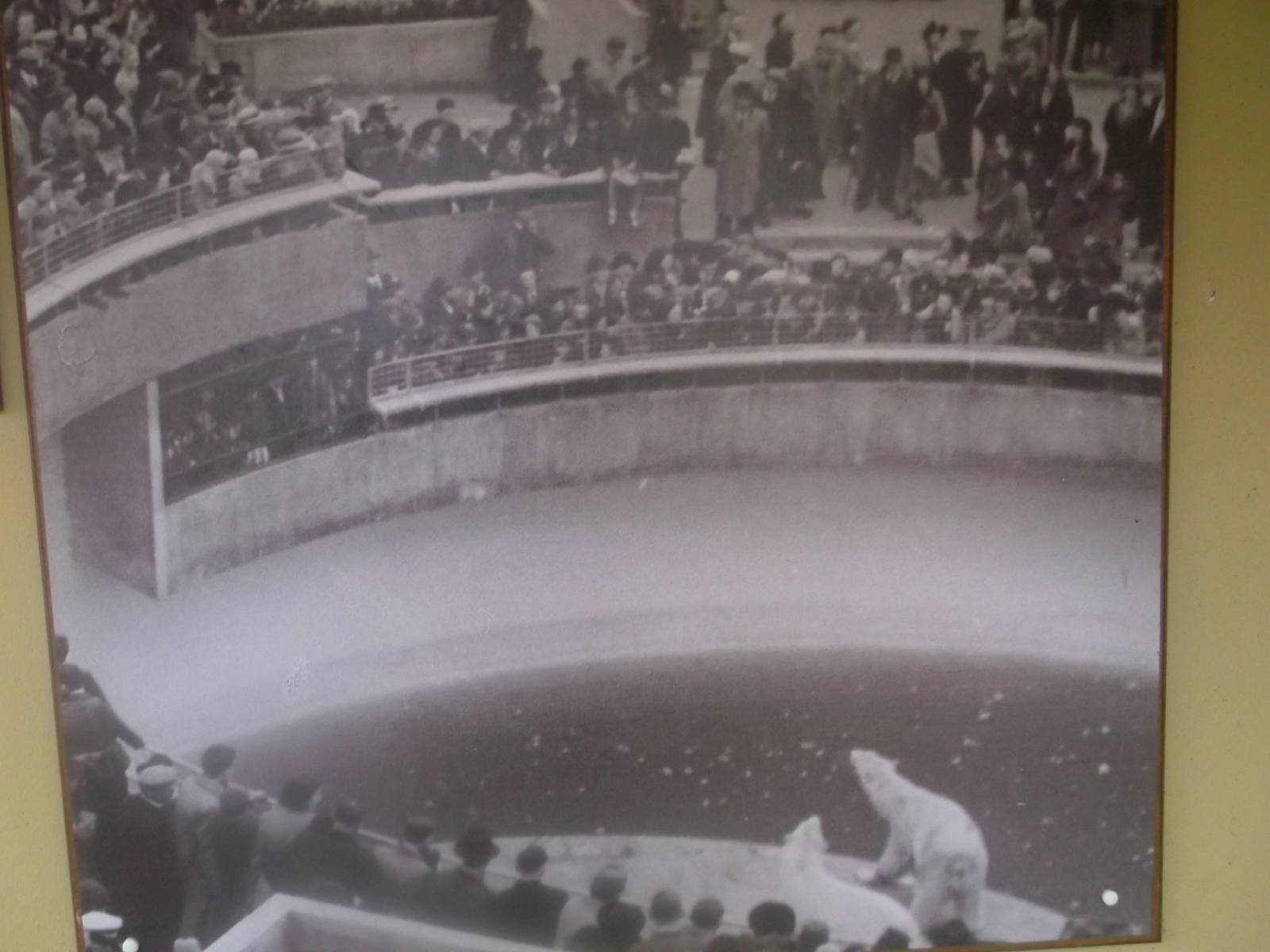 Historical Polar Bear Posters