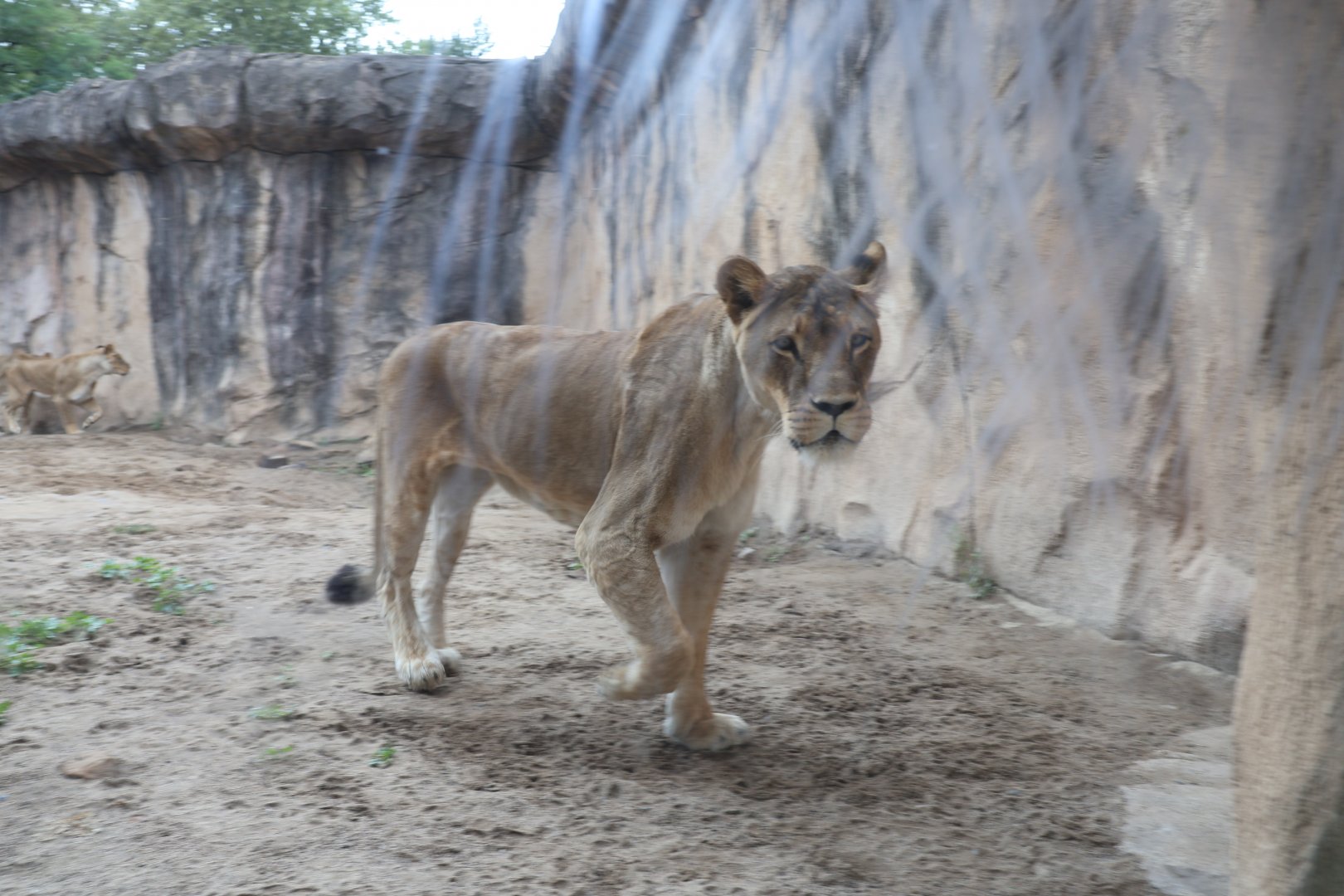 Historical Raubtierfelsen - Lion enclosure - Lion (Panthera leo)