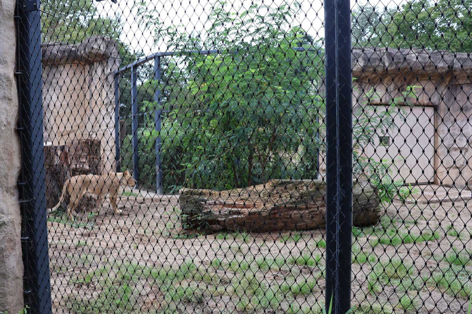 Historical Raubtierfelsen - Lion enclosure