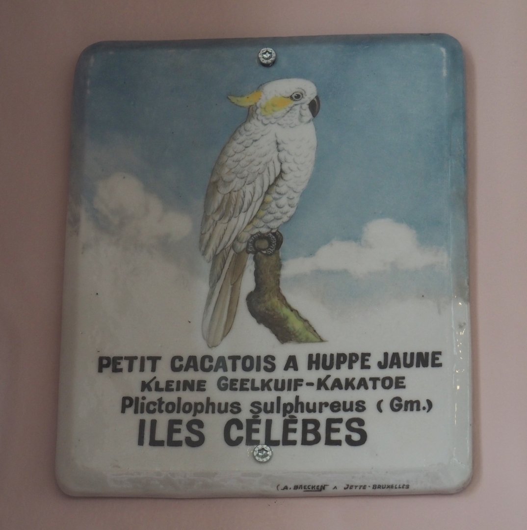 Historical sign for Lesser-sulphur crested cockatoo, 2021-07-17
