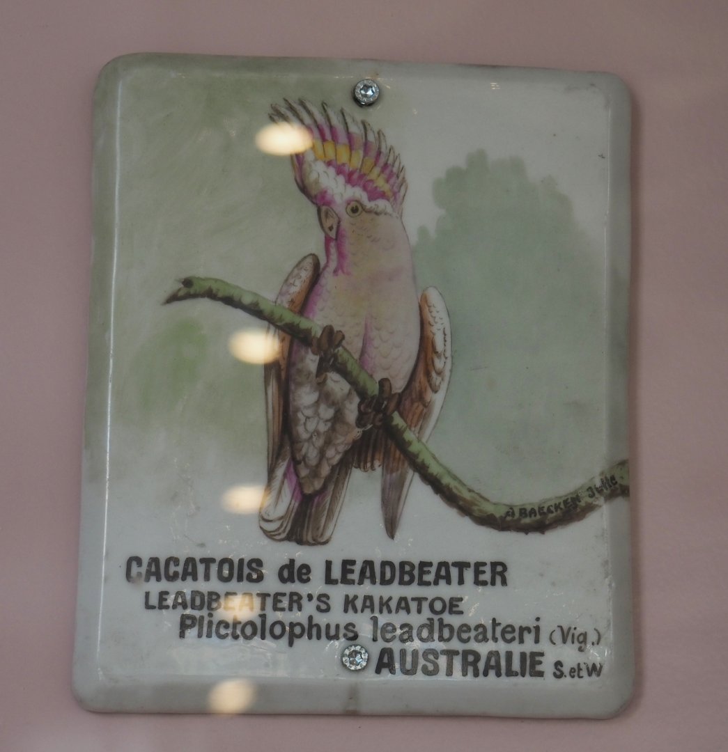 Historical sign for Major Mitchell's cockatoo, 2021-07-17