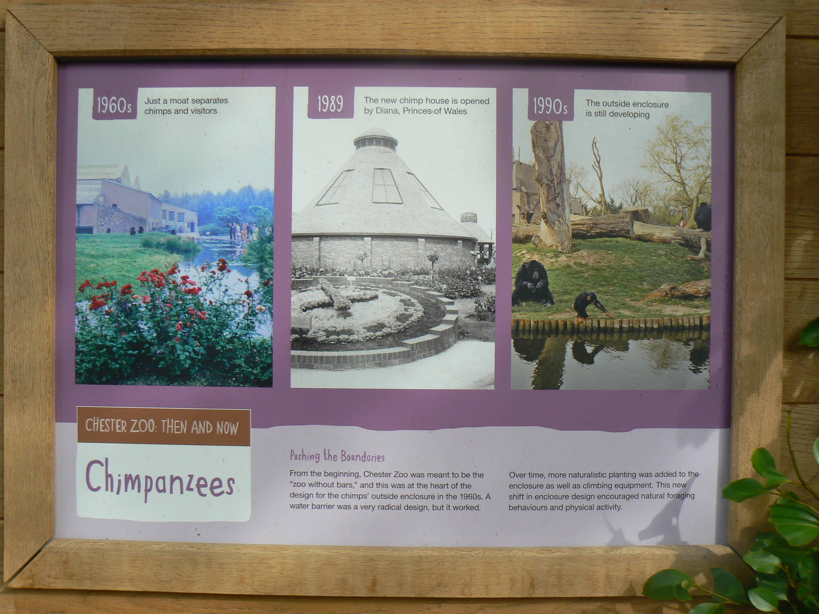 Historical Sign In The Chimpanzee House
