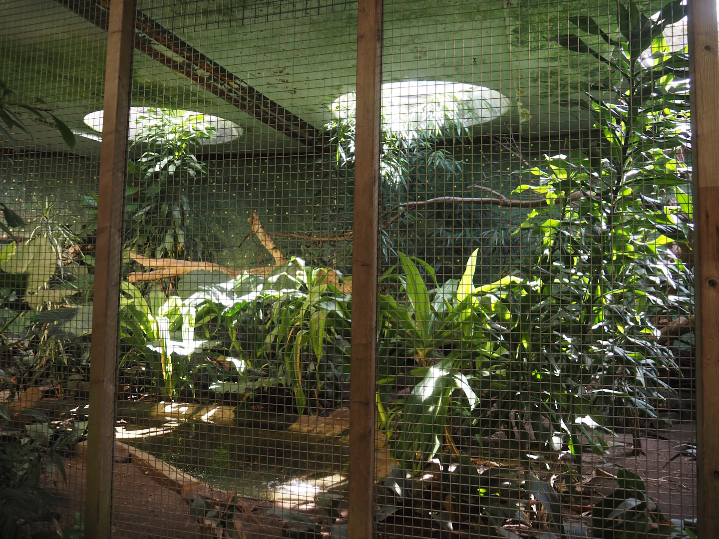 Historical Van Harencarspel aviary, now home to Sclater's crowned pigeon and Edward's pheasant, 2024-06-30