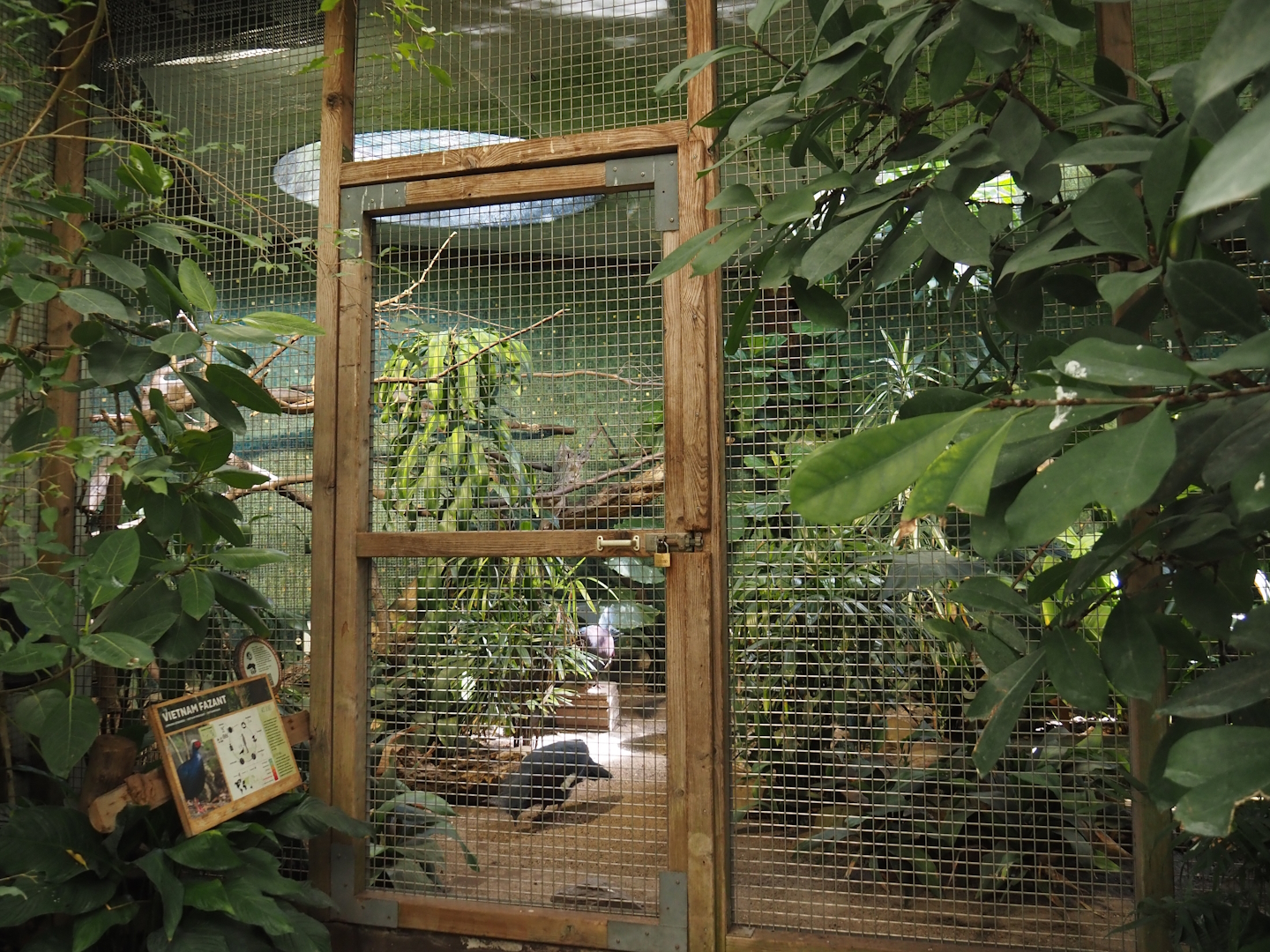 Historical Van Harencarspel aviary, now home to Sclater's crowned pigeon and Edward's pheasant, 2024-06-30