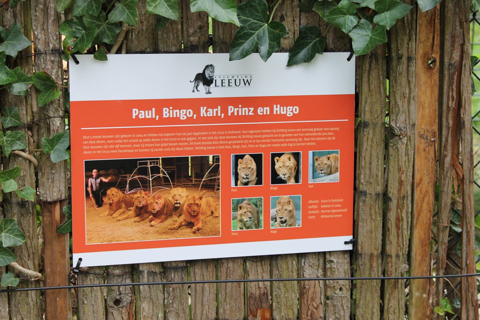 History-info Lion-troop