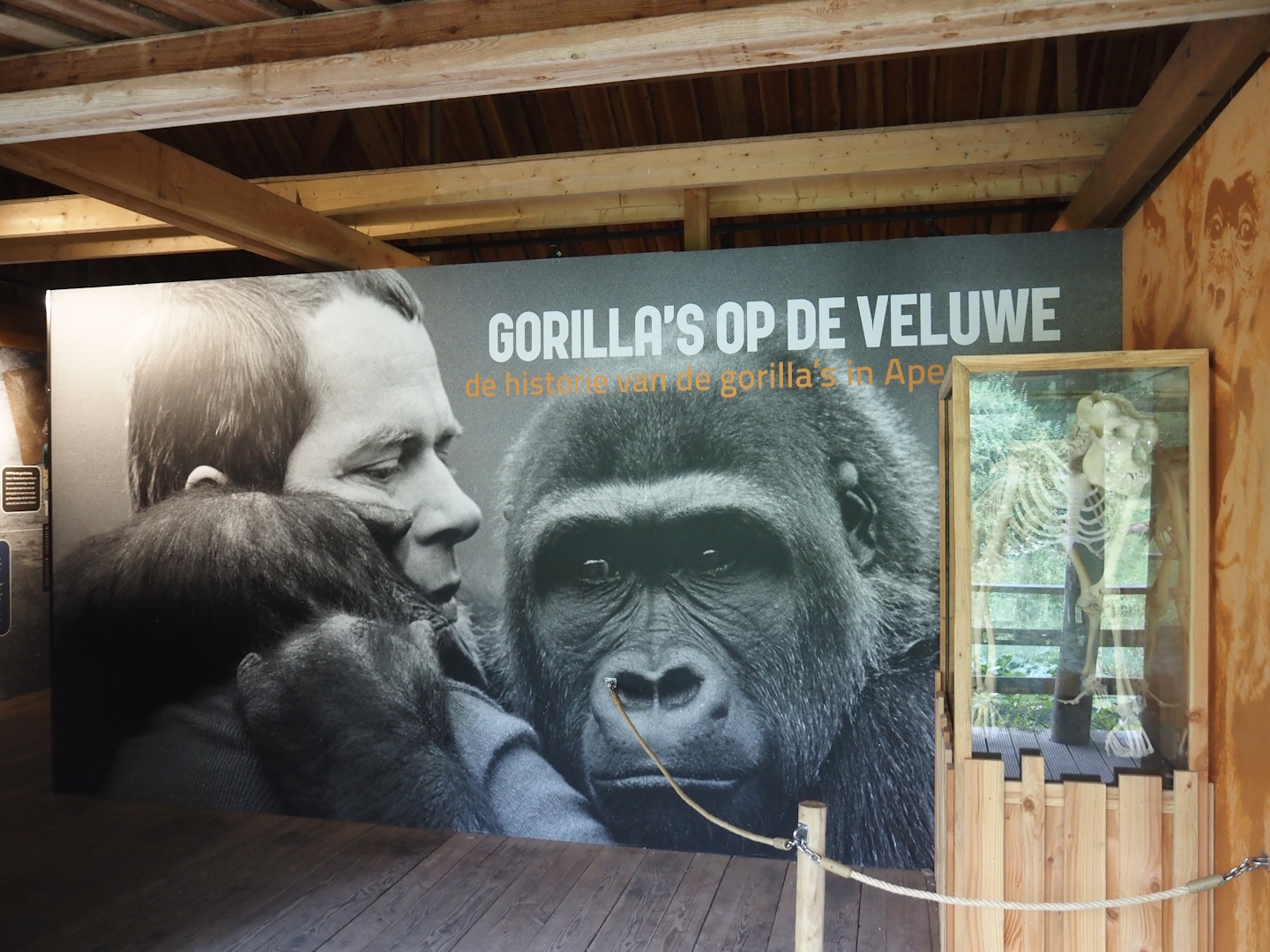 History of gorillas at Apenheul exhibition, 2024-08-18