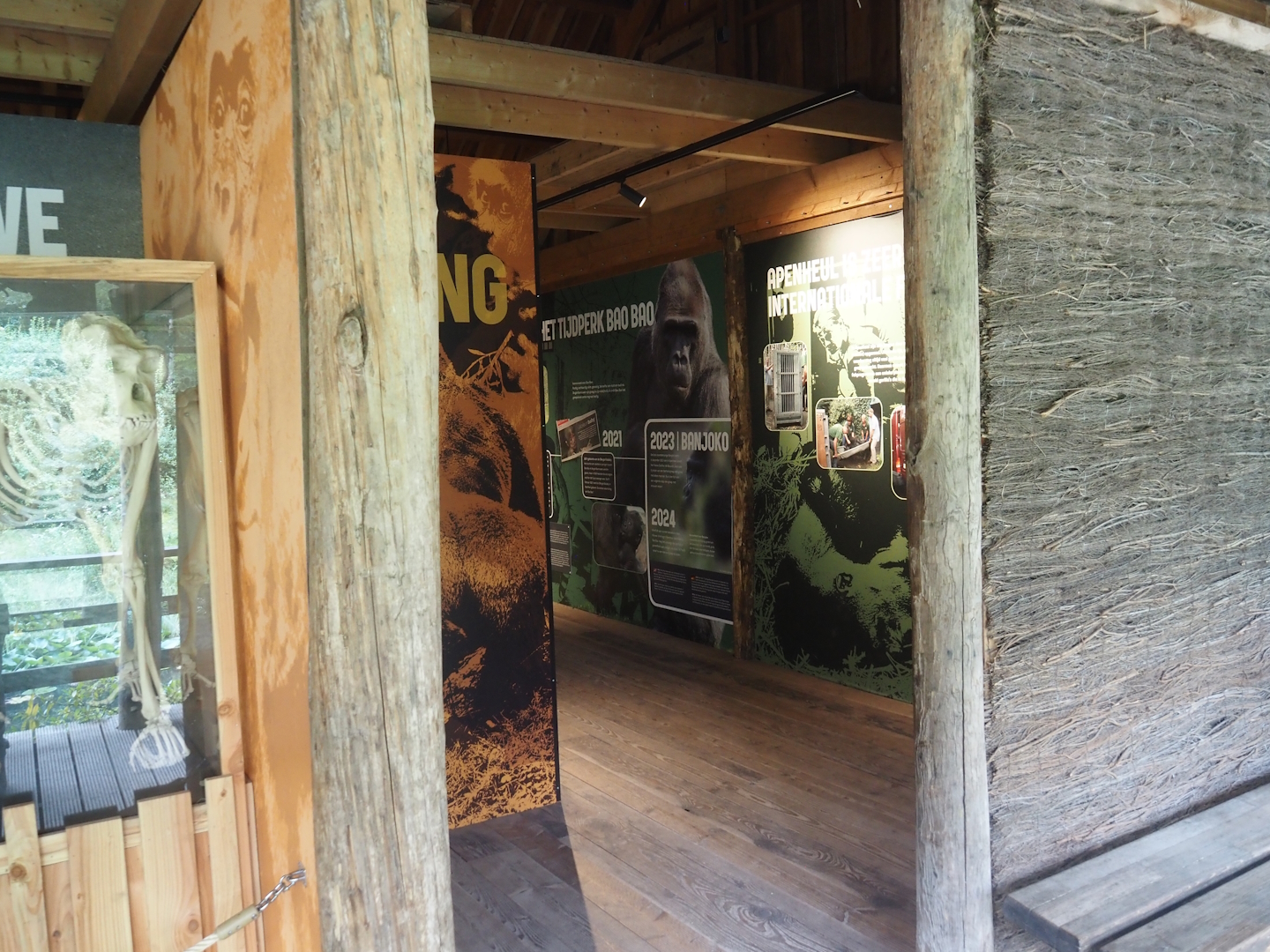 History of gorillas at Apenheul exhibition, 2024-08-18