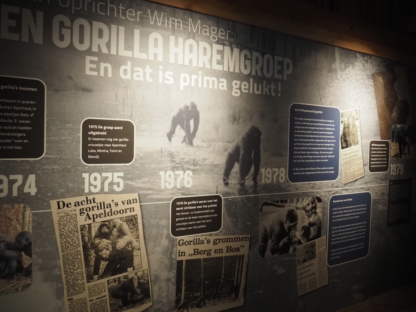 History of gorillas at Apenheul exhibition, 2024-08-18