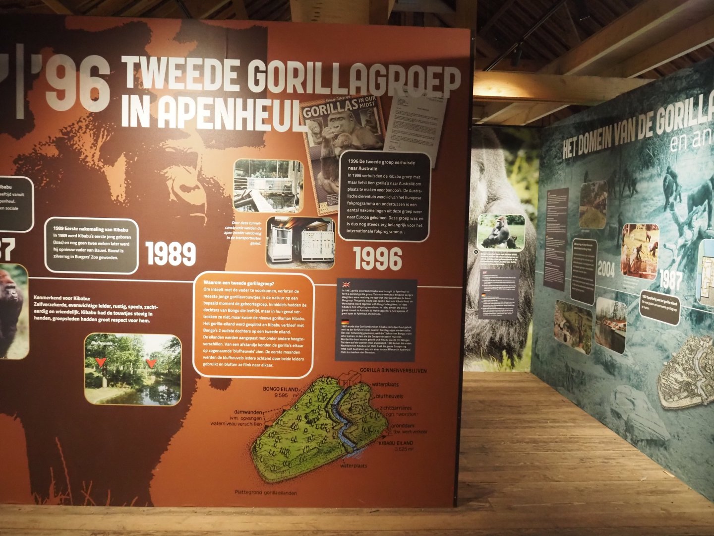 History of gorillas at Apenheul exhibition, 2024-08-18