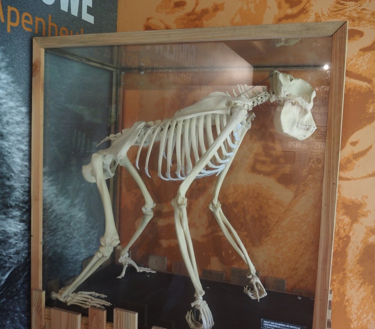 History of gorillas at Apenheul exhibition - Skeleton of an approximately 14-year old male gorilla, 2024-08-18