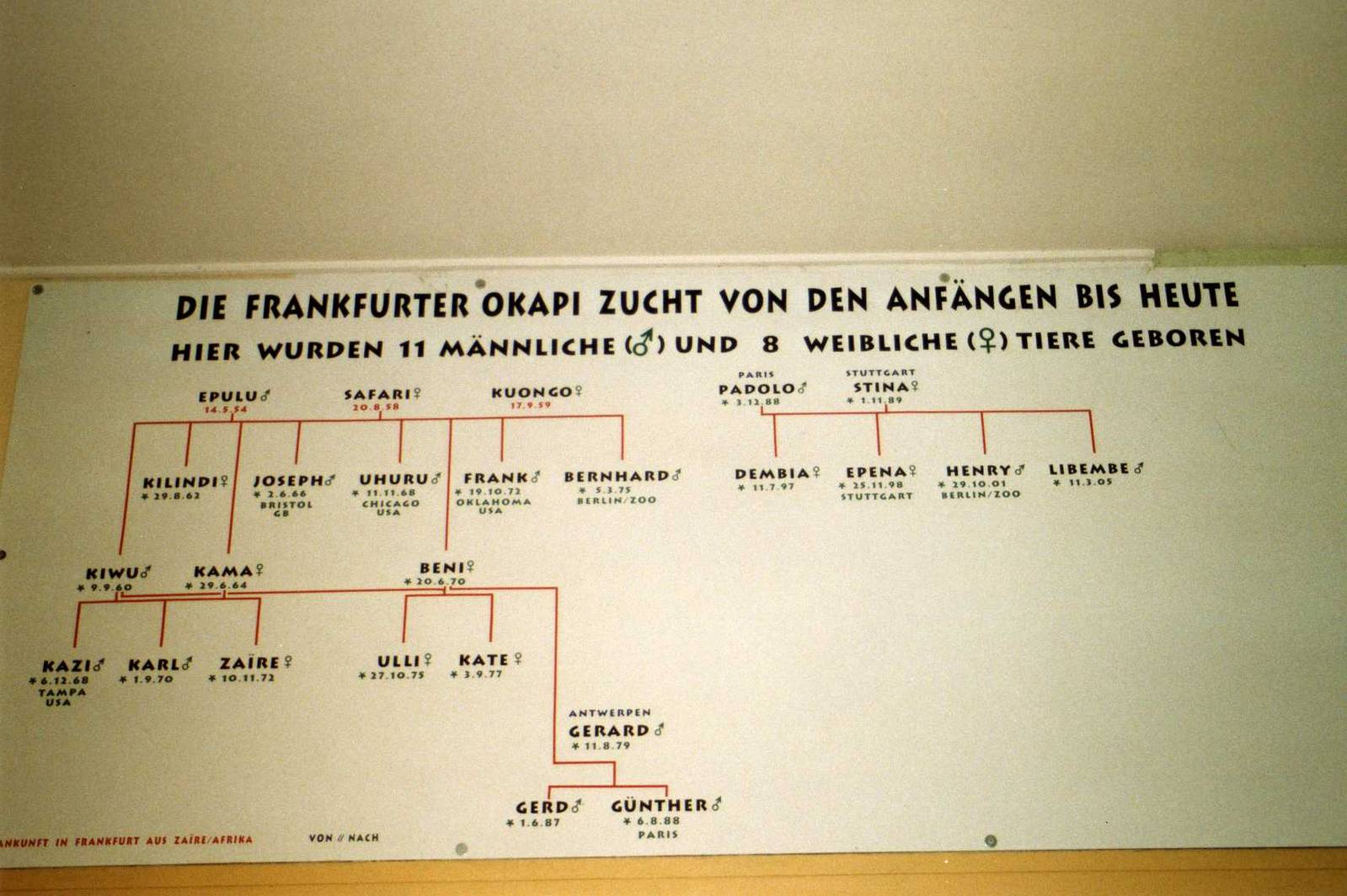 History of Okapi Breeding