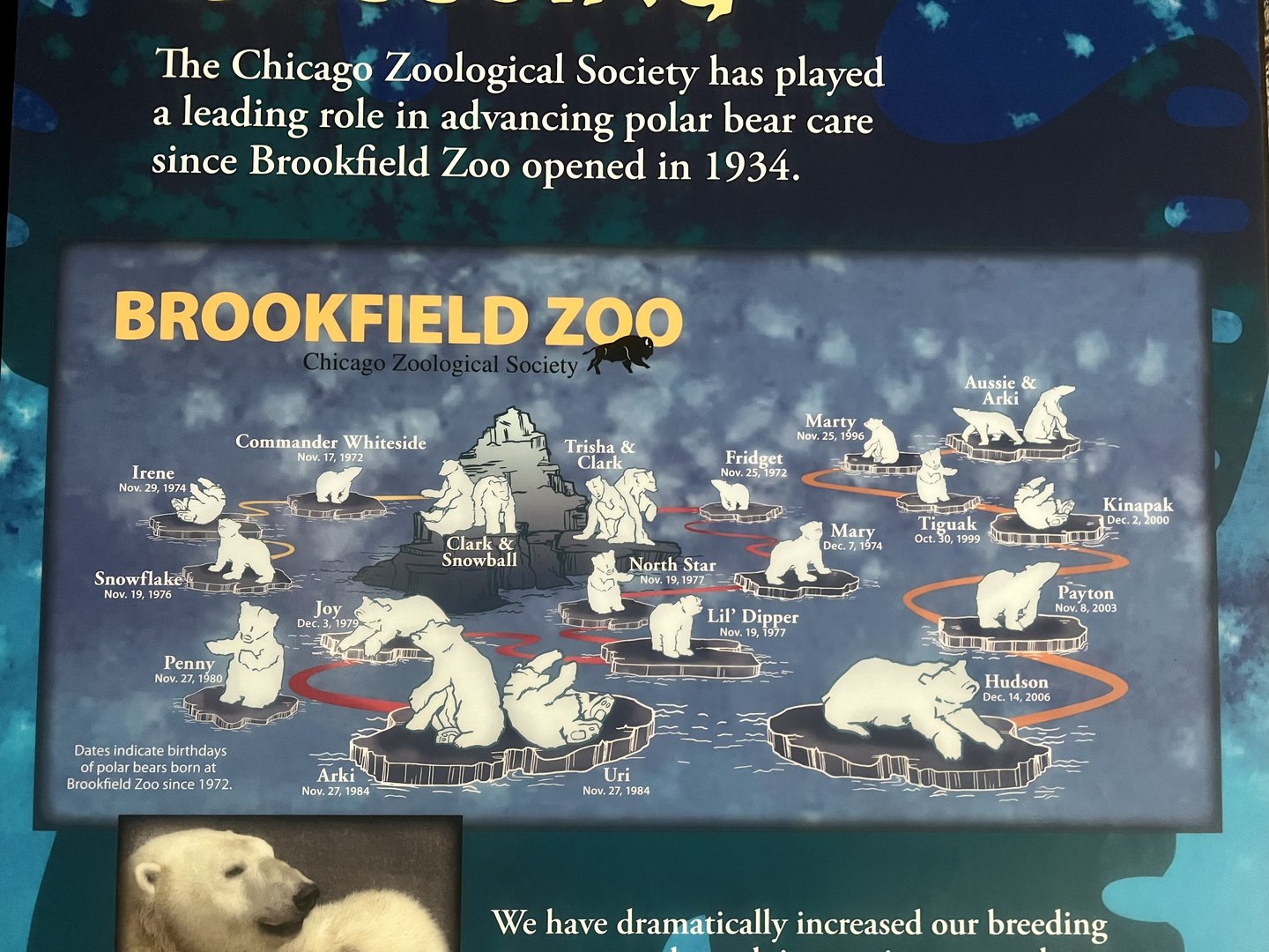 History of the CZS’s Polar Bear Program