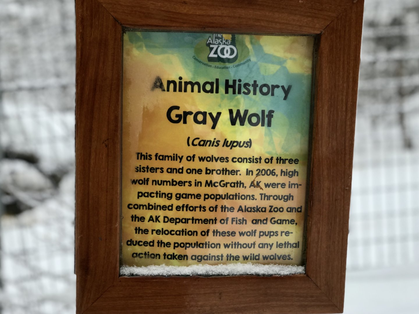 History of the Zoos 15 year old (this Spring) Wolf-pack.