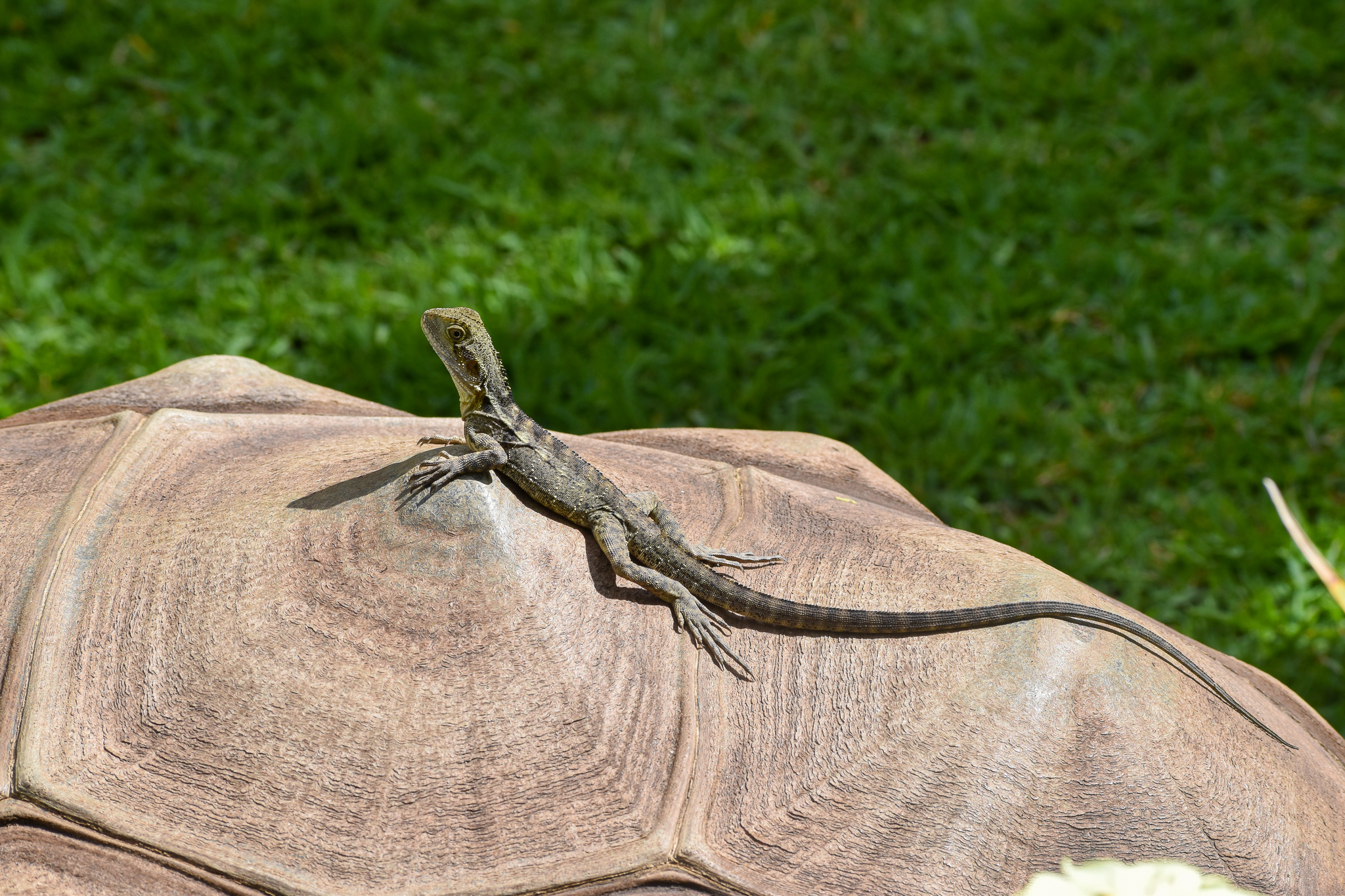 Hitchhiker on Tortoise
