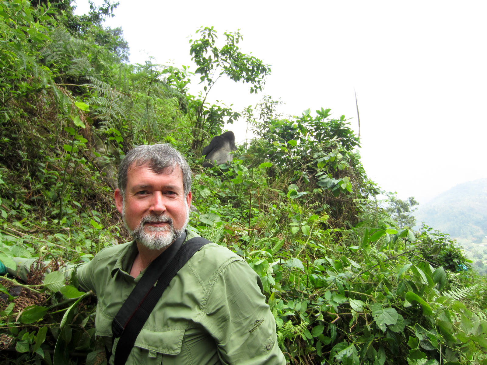 Hix and Mountain Gorilla silverback.