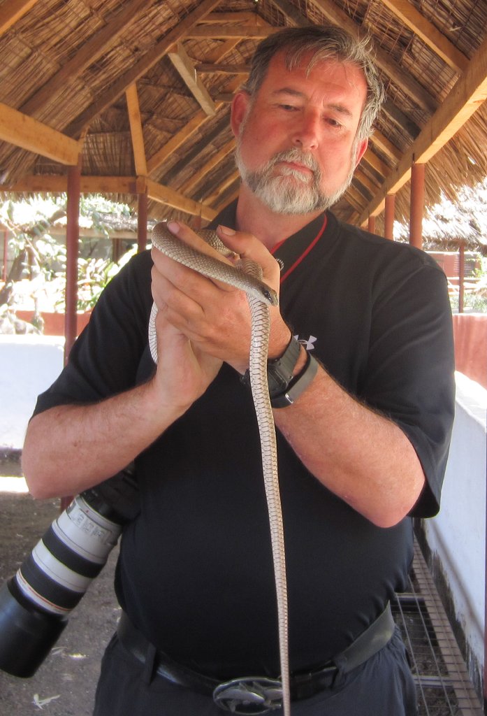 Hix and Rufous Beaked Snake