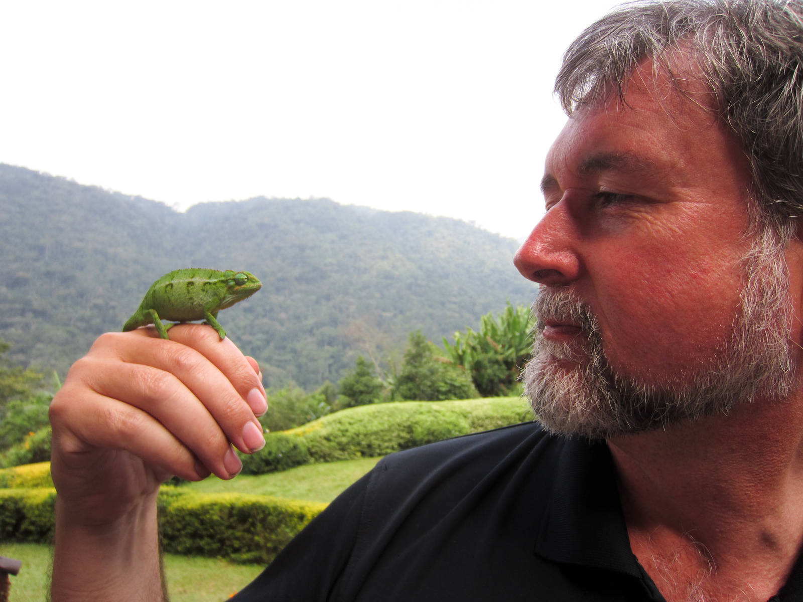 Hix and Side-striped Chameleon