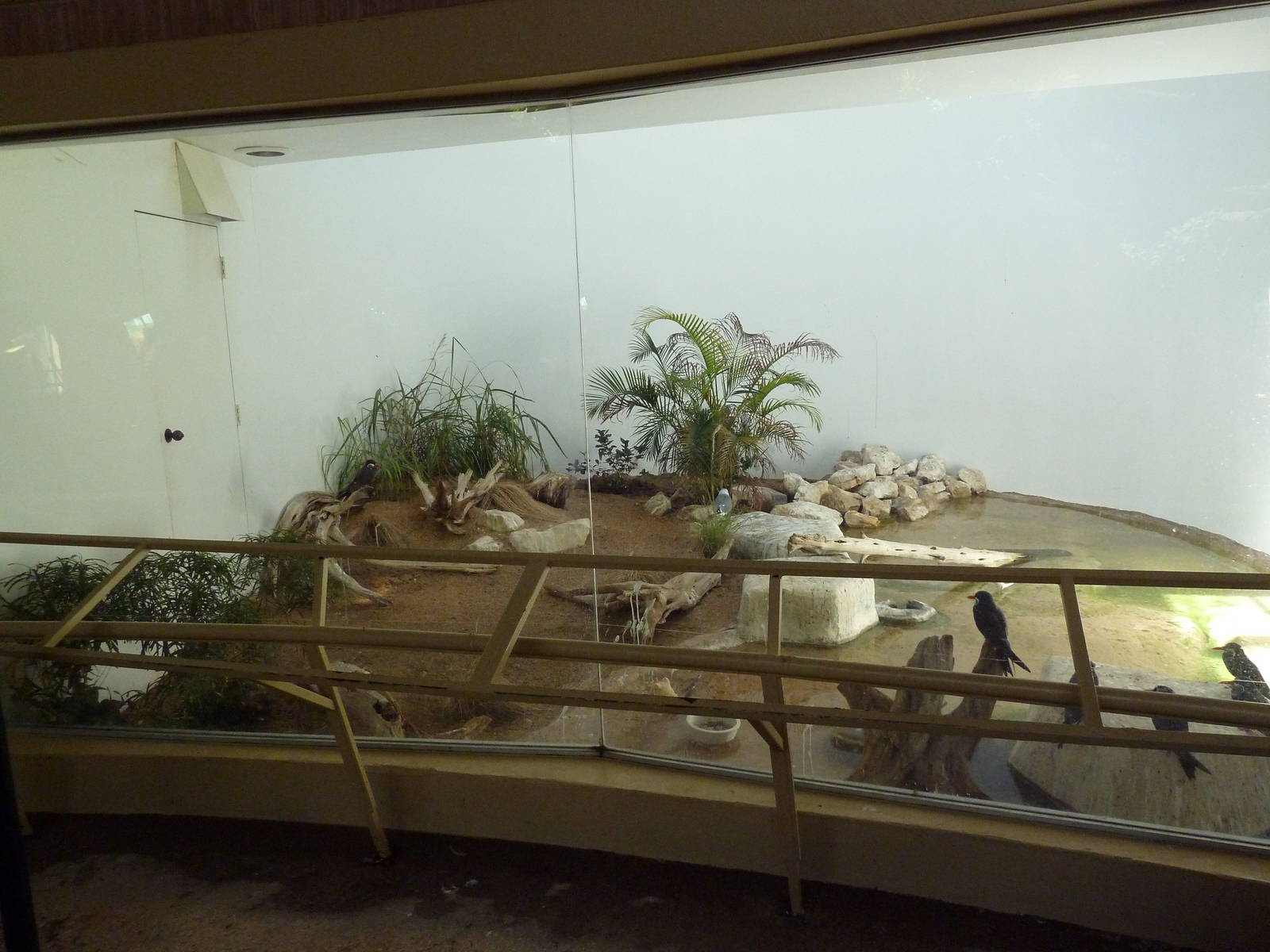 Hixon Bird House - Inca Tern/Masked Plover/Laughing Gull Exhibit