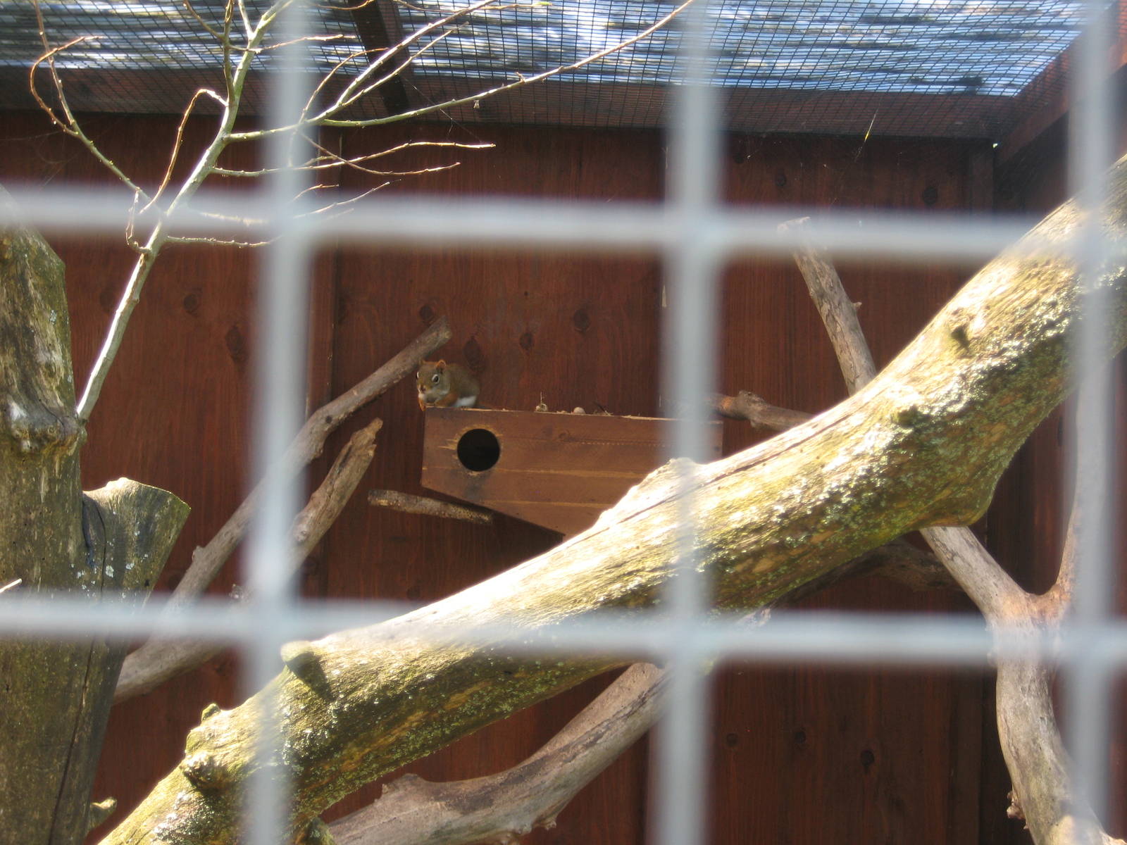 Hjortdal Dyrefarm - American red squirrel