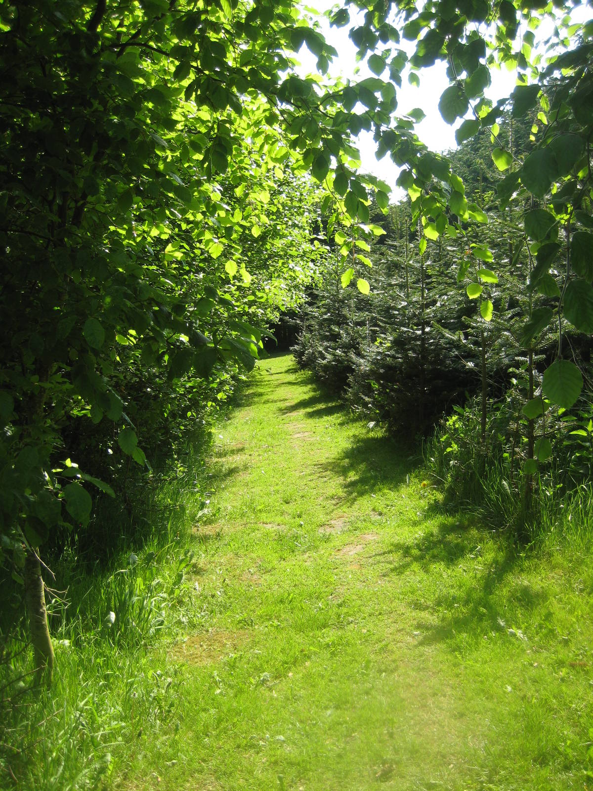 Hjortdal Dyrefarm - Bird Forest