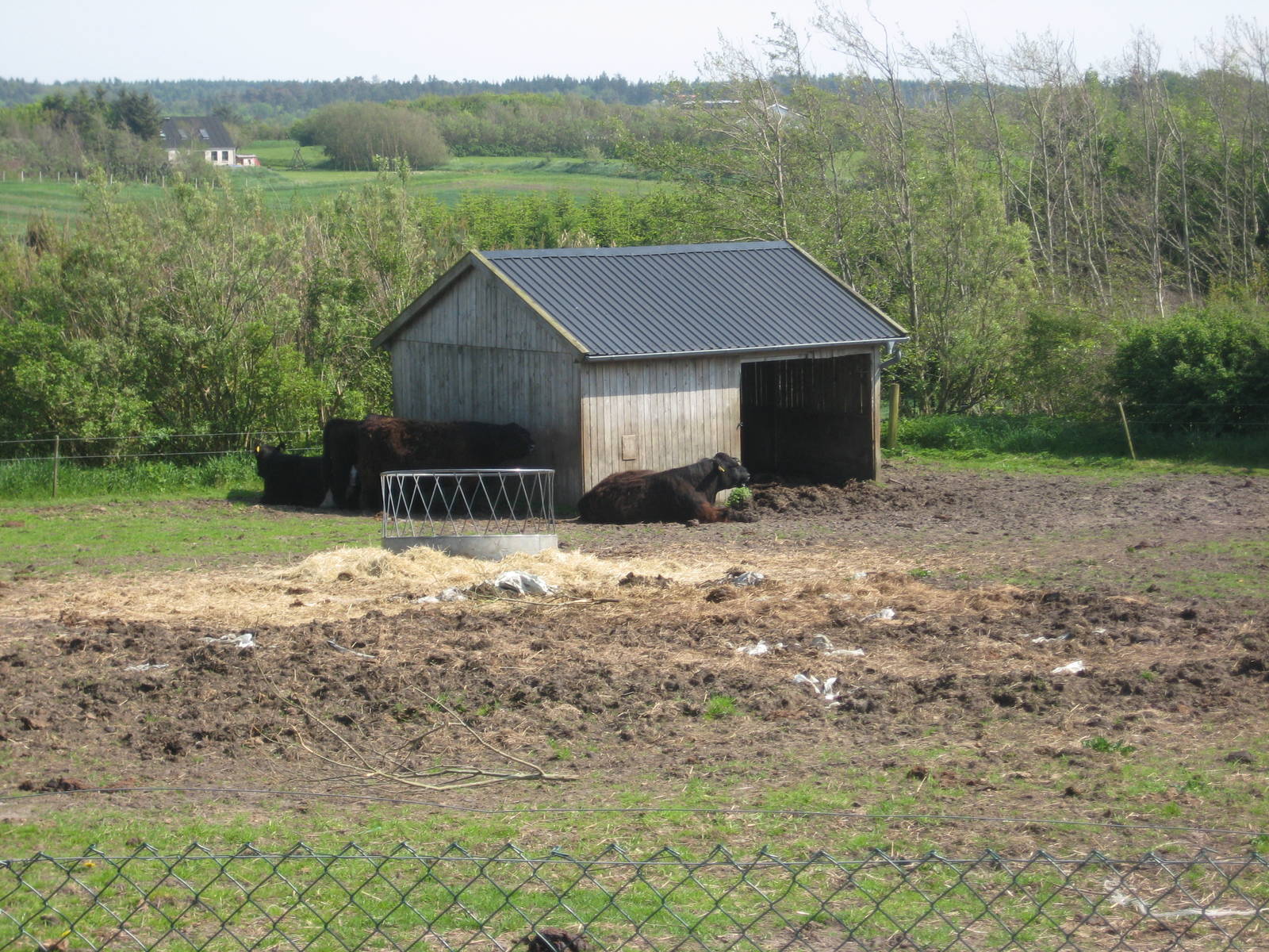 Hjortdal Dyrefarm - Cattle exhibit