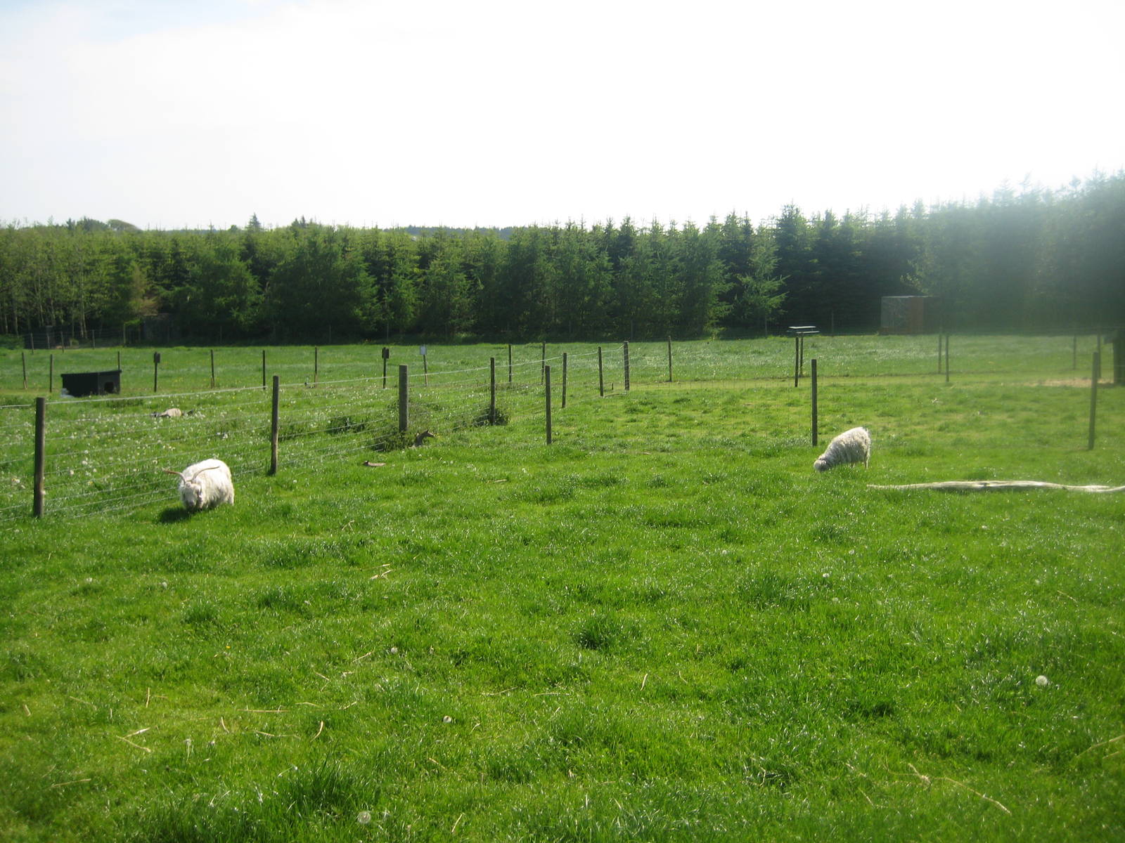 Hjortdal Dyrefarm - Goat exhibit