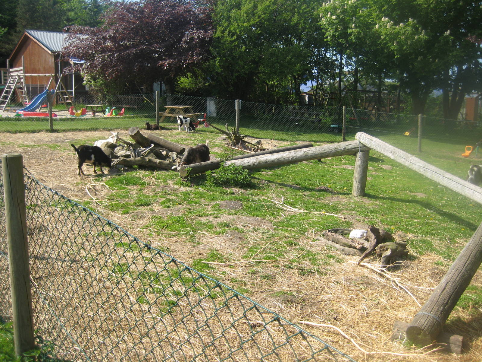 Hjortdal Dyrefarm - Goat exhibit
