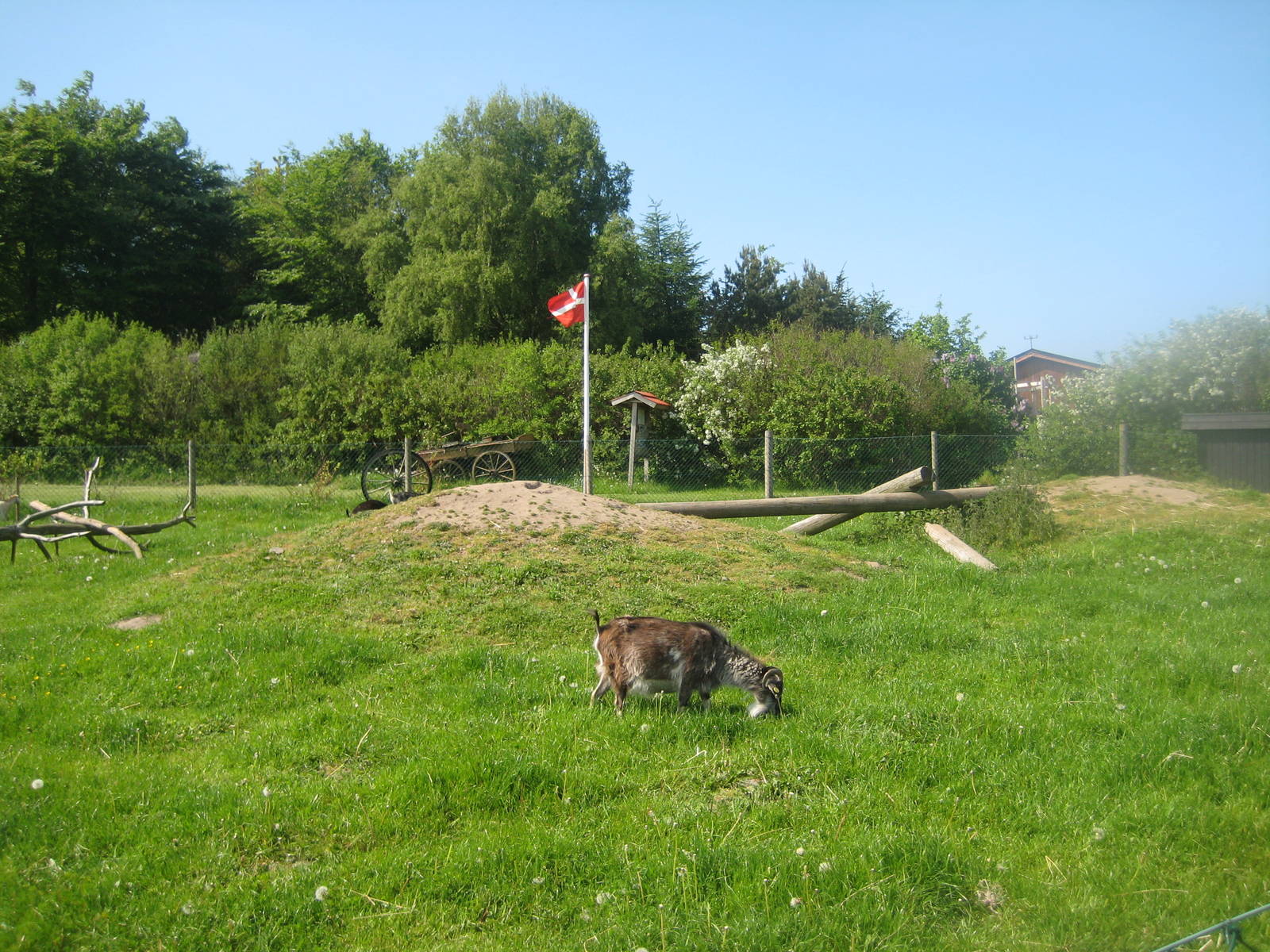 Hjortdal Dyrefarm - Goat exhibit