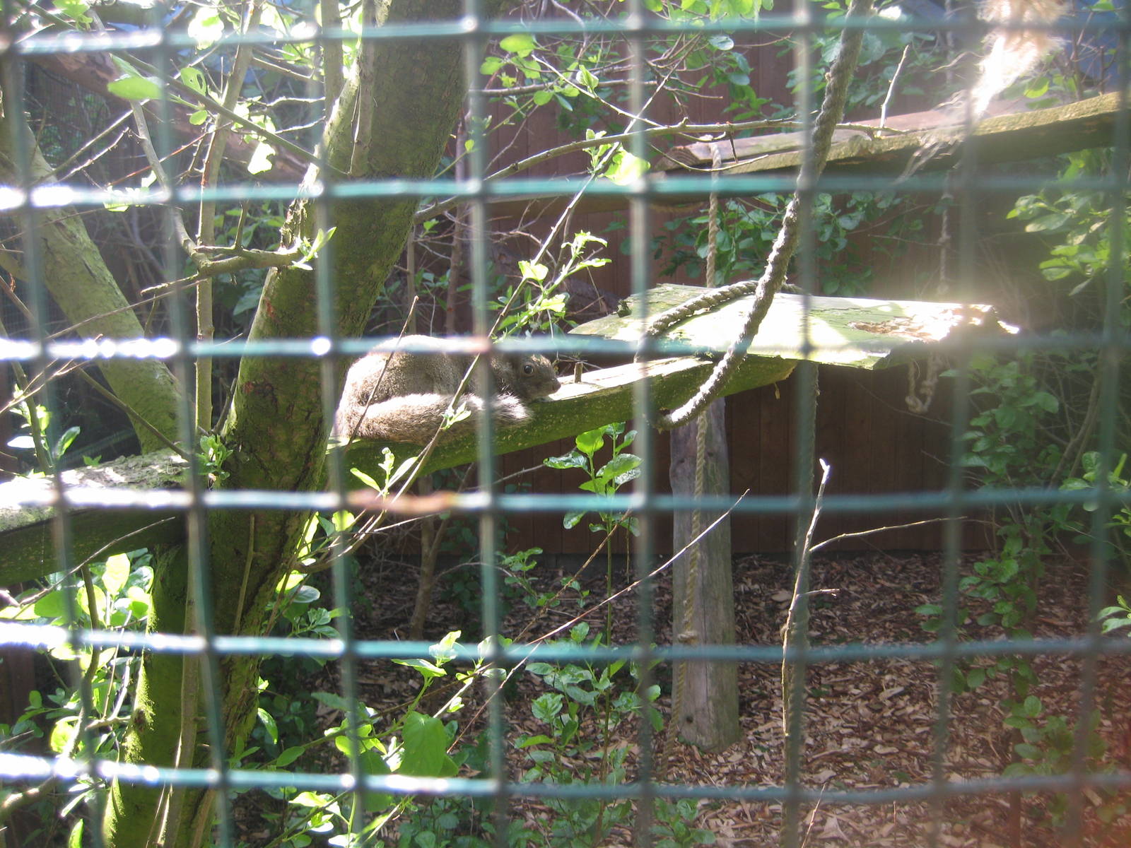 Hjortdal Dyrefarm - Grey-bellied squirrel