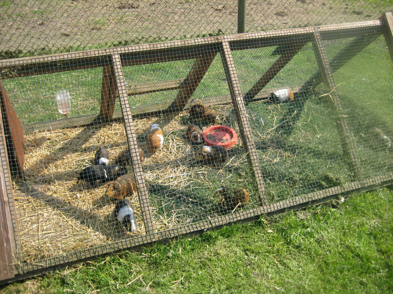 Hjortdal Dyrefarm - Guinea pig cage