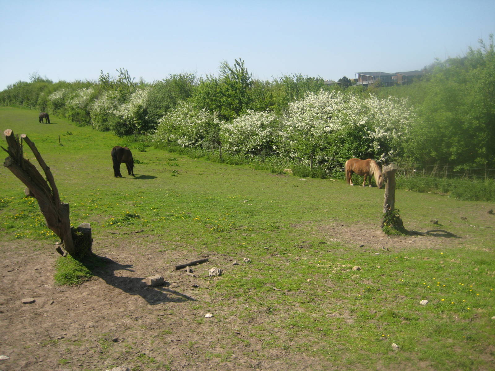Hjortdal Dyrefarm - Horse exhibit