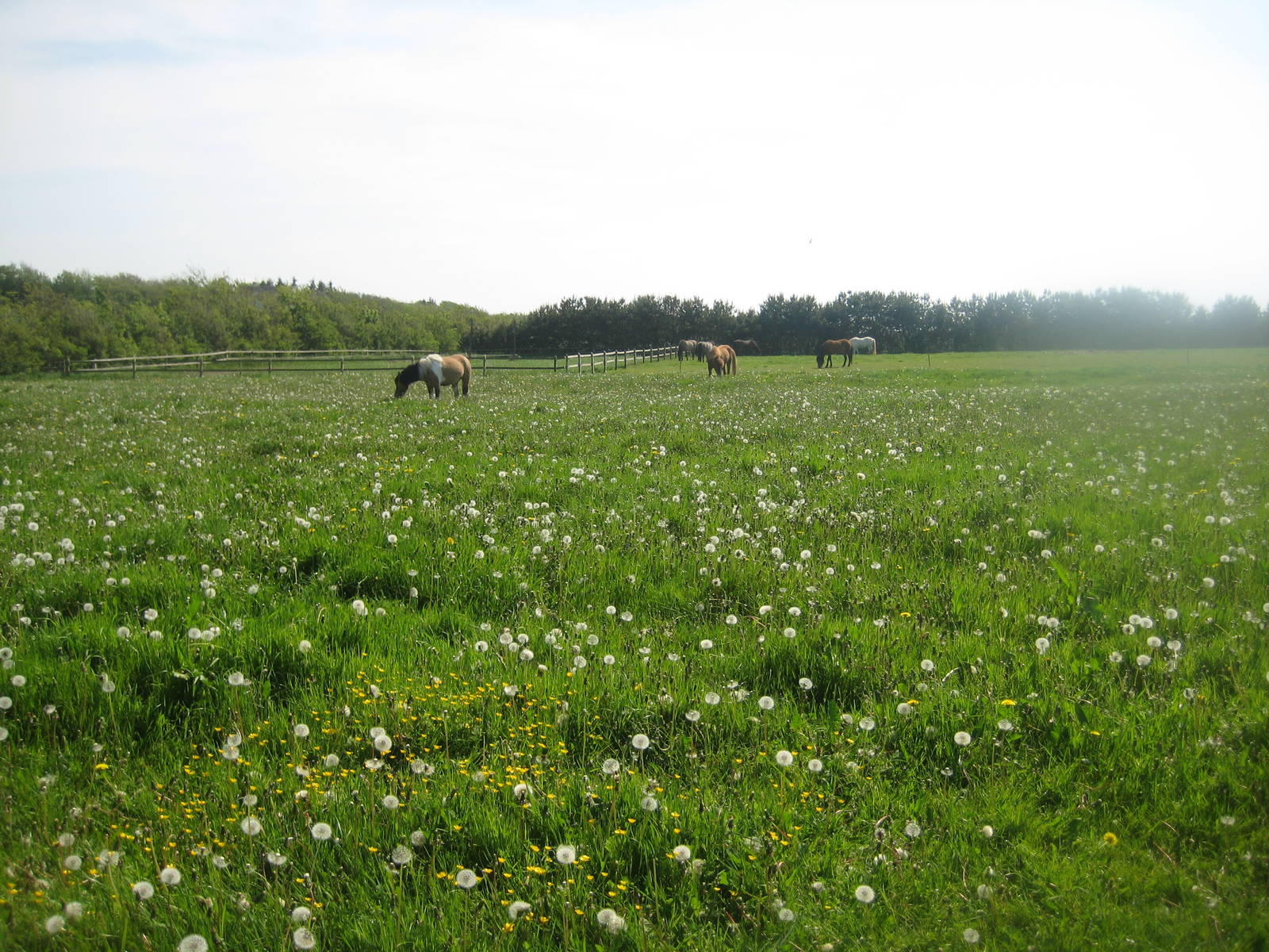 Hjortdal Dyrefarm - Horse exhibit