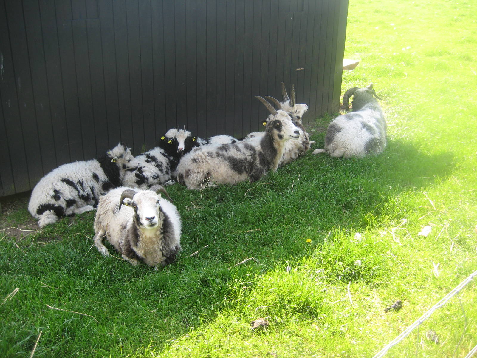 Hjortdal Dyrefarm - Jacob's sheep