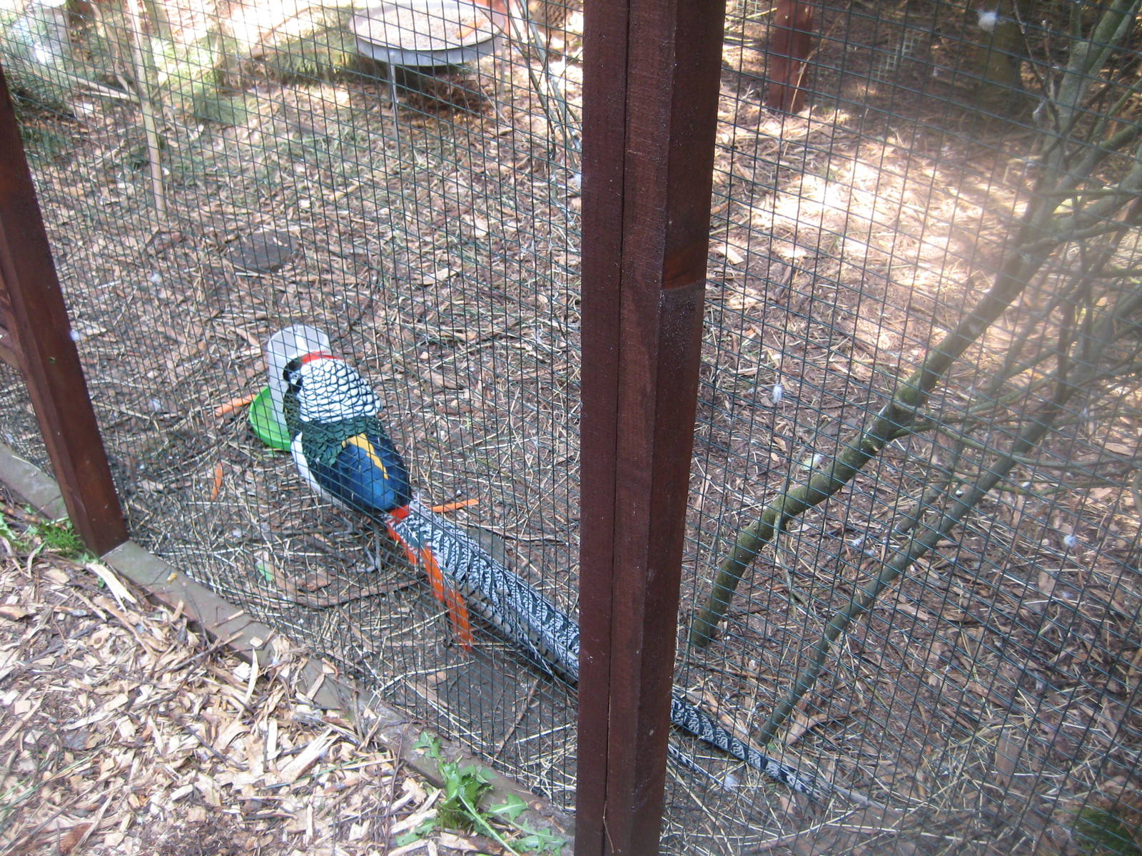 Hjortdal Dyrefarm - Lady Amherst's pheasant