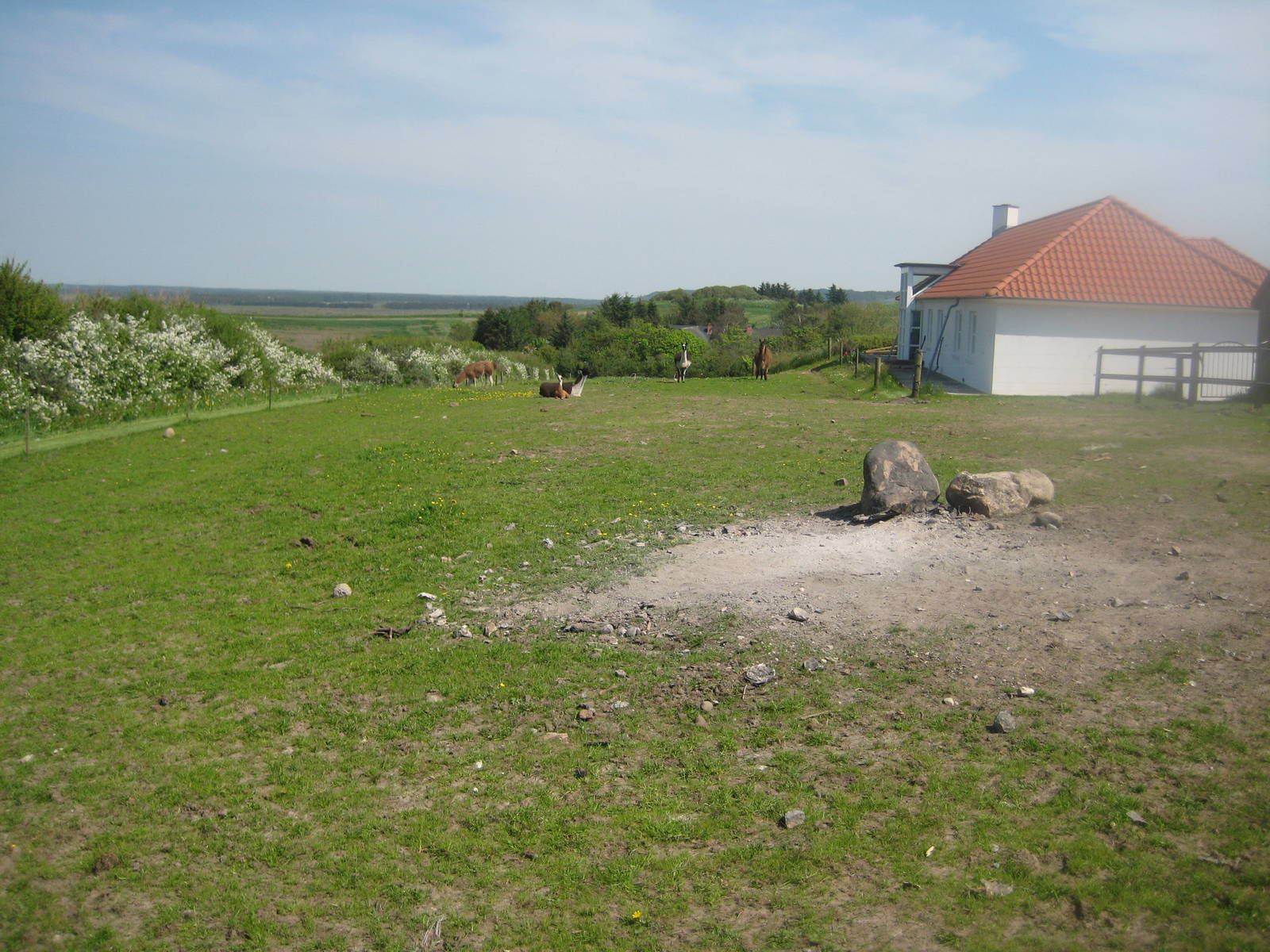 Hjortdal Dyrefarm - Llama exhibit
