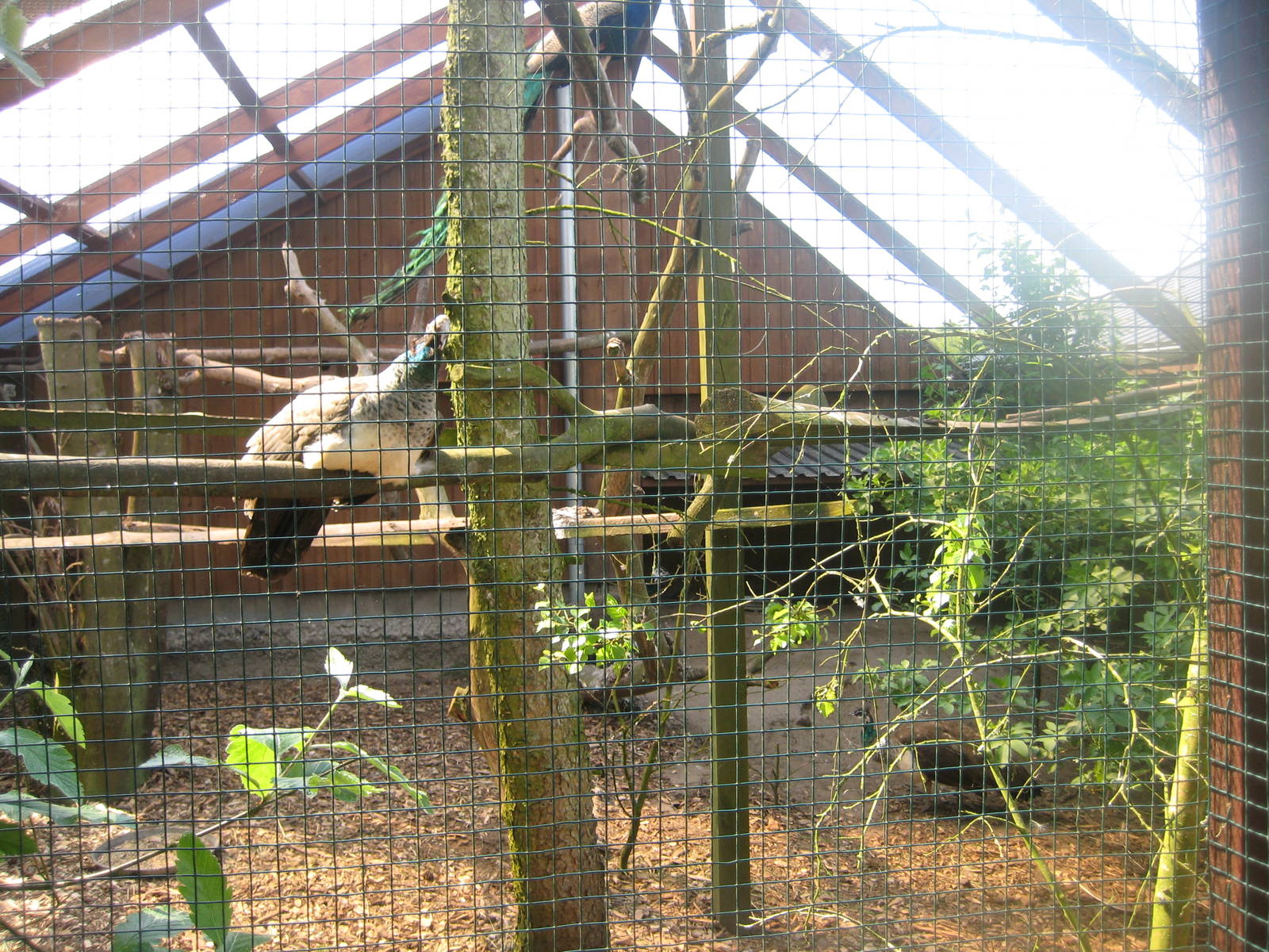 Hjortdal Dyrefarm - Peafowl aviary
