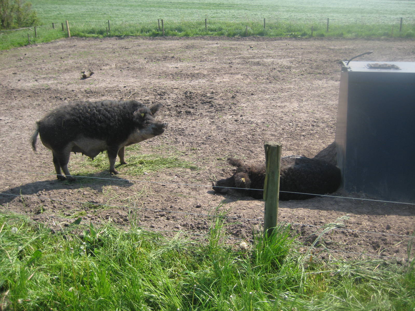 Hjortdal Dyrefarm - Pig exhibit