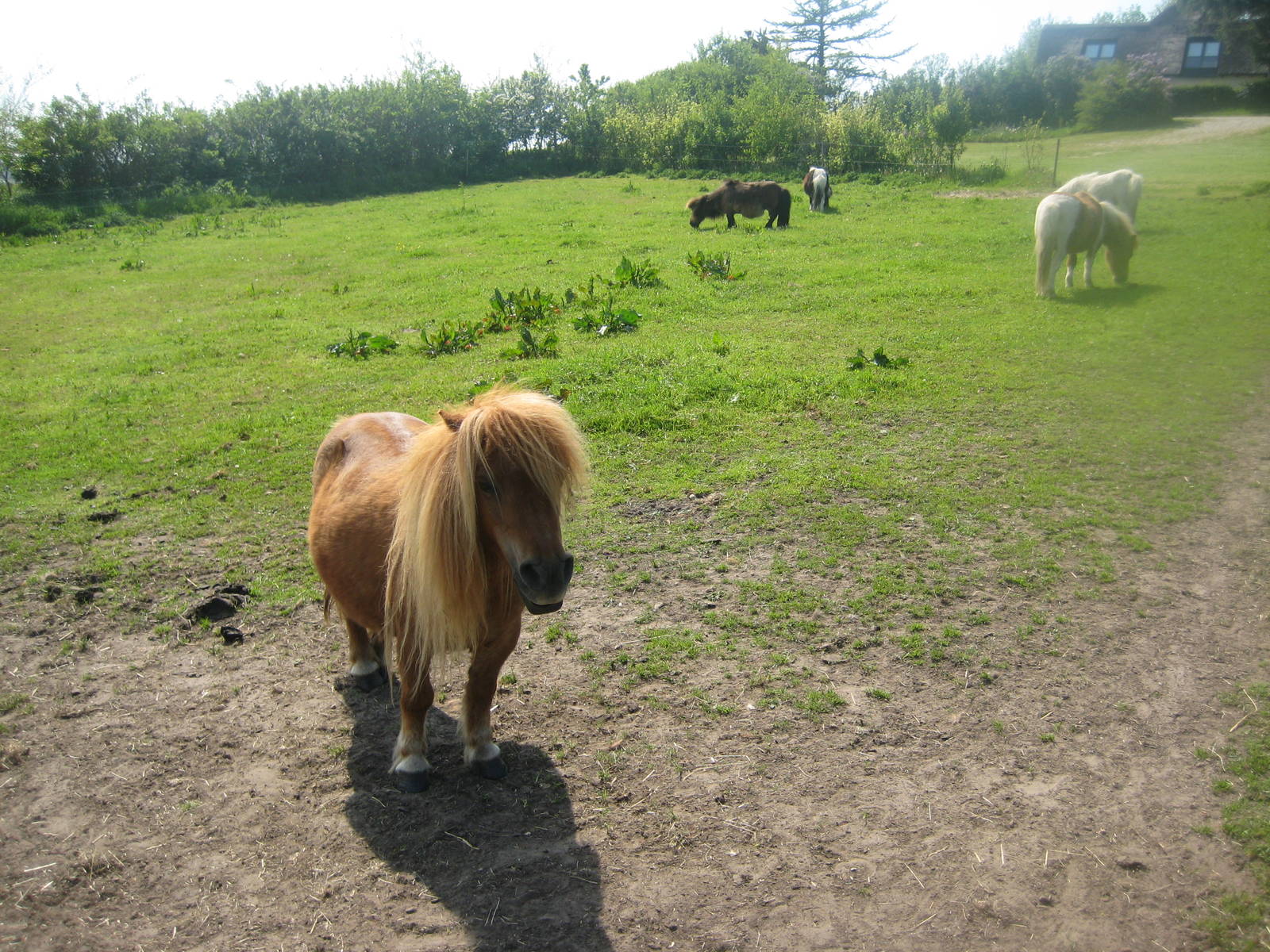 Hjortdal Dyrefarm - Pony exhibit