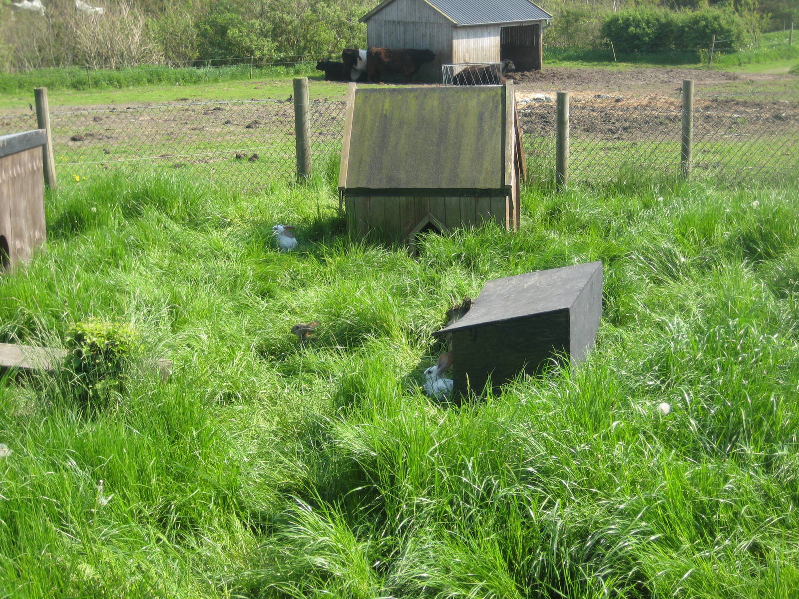 Hjortdal Dyrefarm - Rabbit exhibit