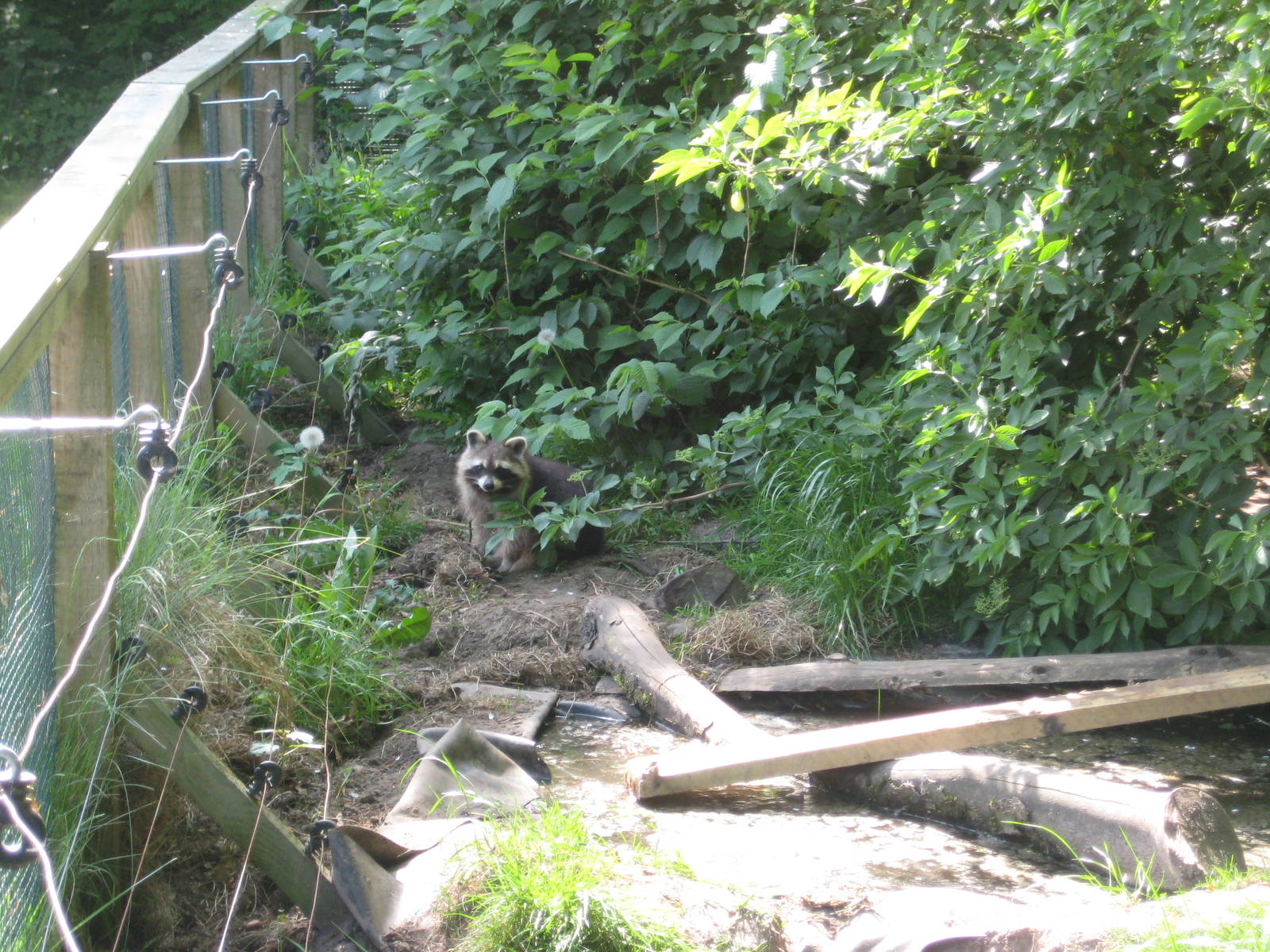 Hjortdal Dyrefarm - Raccoon exhibit